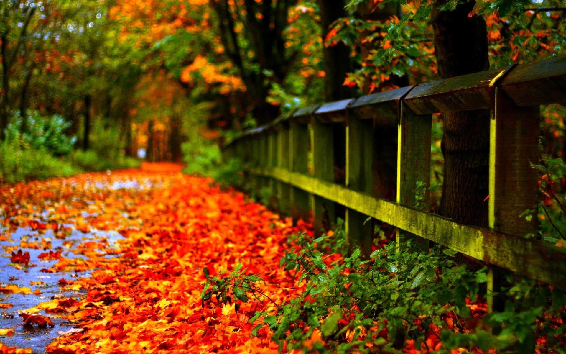 1920x1200 Autumn Wallpaper