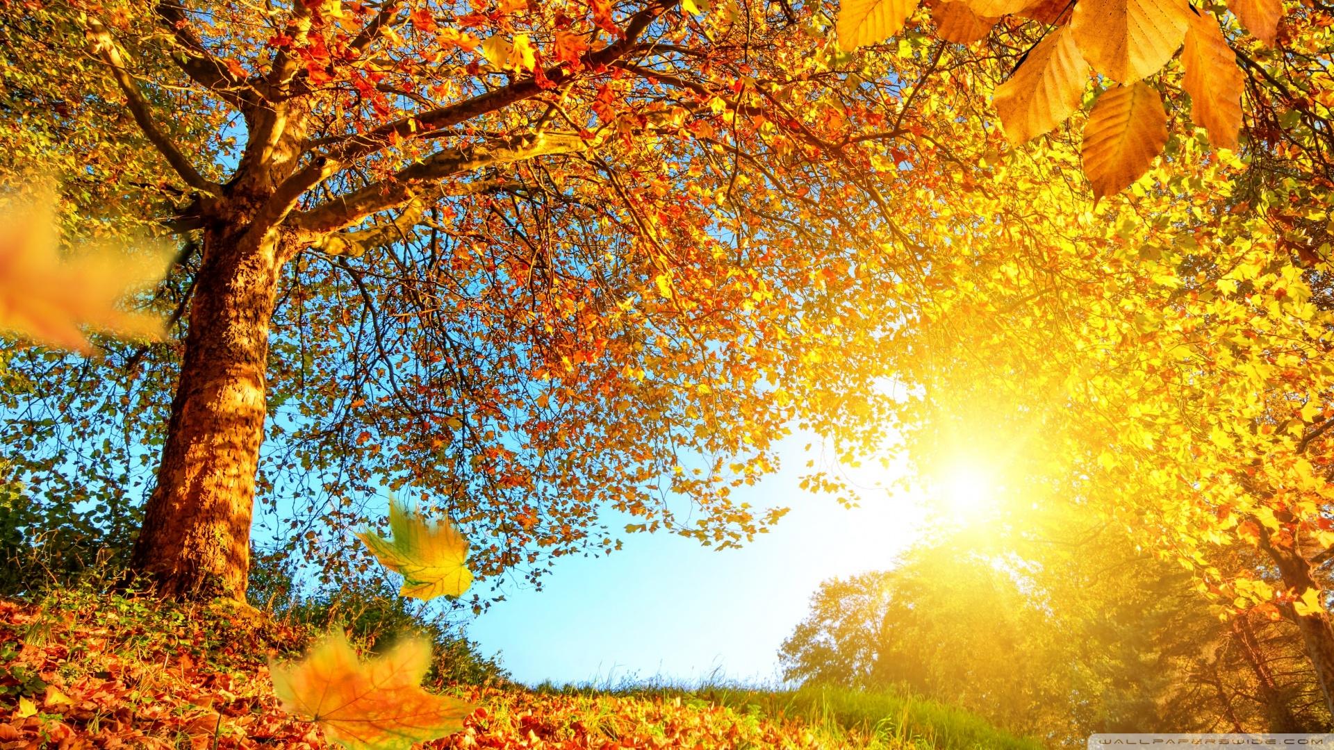 1920x1080 Beautiful Autumn Landscape Ultra HD Desktop Background Wallpaper for 4K UHD TV : Widescreen & UltraWide Desktop & Laptop : Tablet