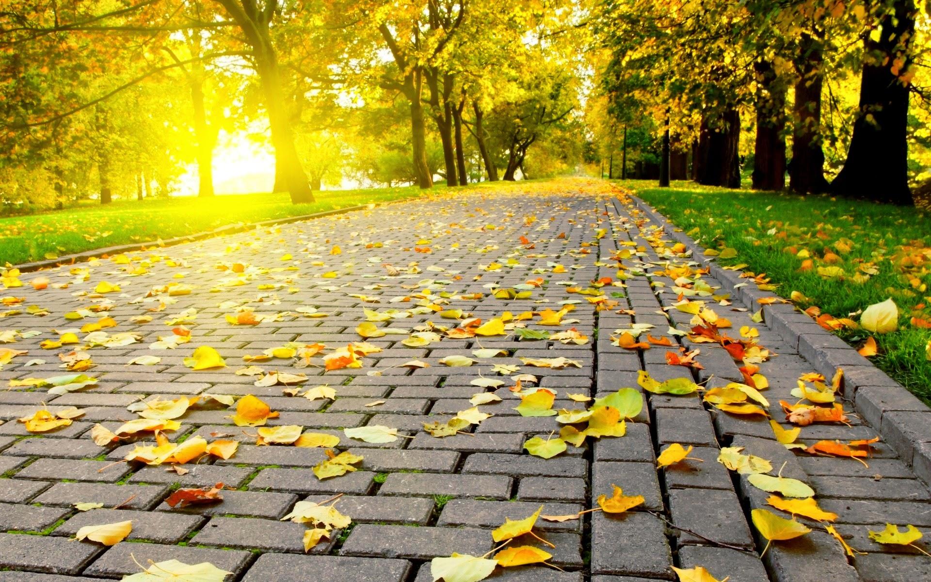 1920x1200 Autumn Wallpaper Full HD Free Download Desktop Wallpaperxyz HD Background Image Download