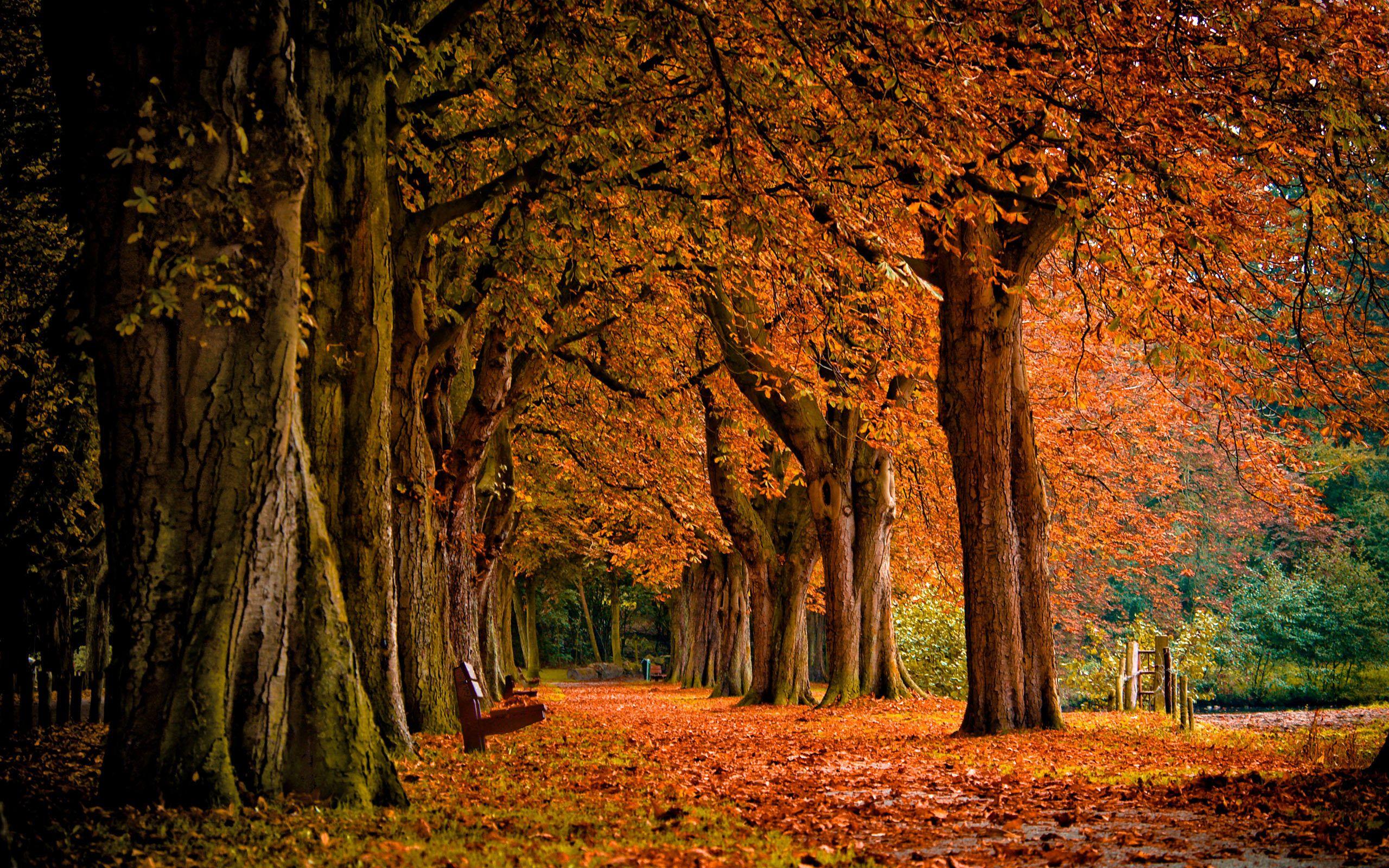 2560x1600 Autumn Wallpaper ideas. autumn, nature, autumn scenery