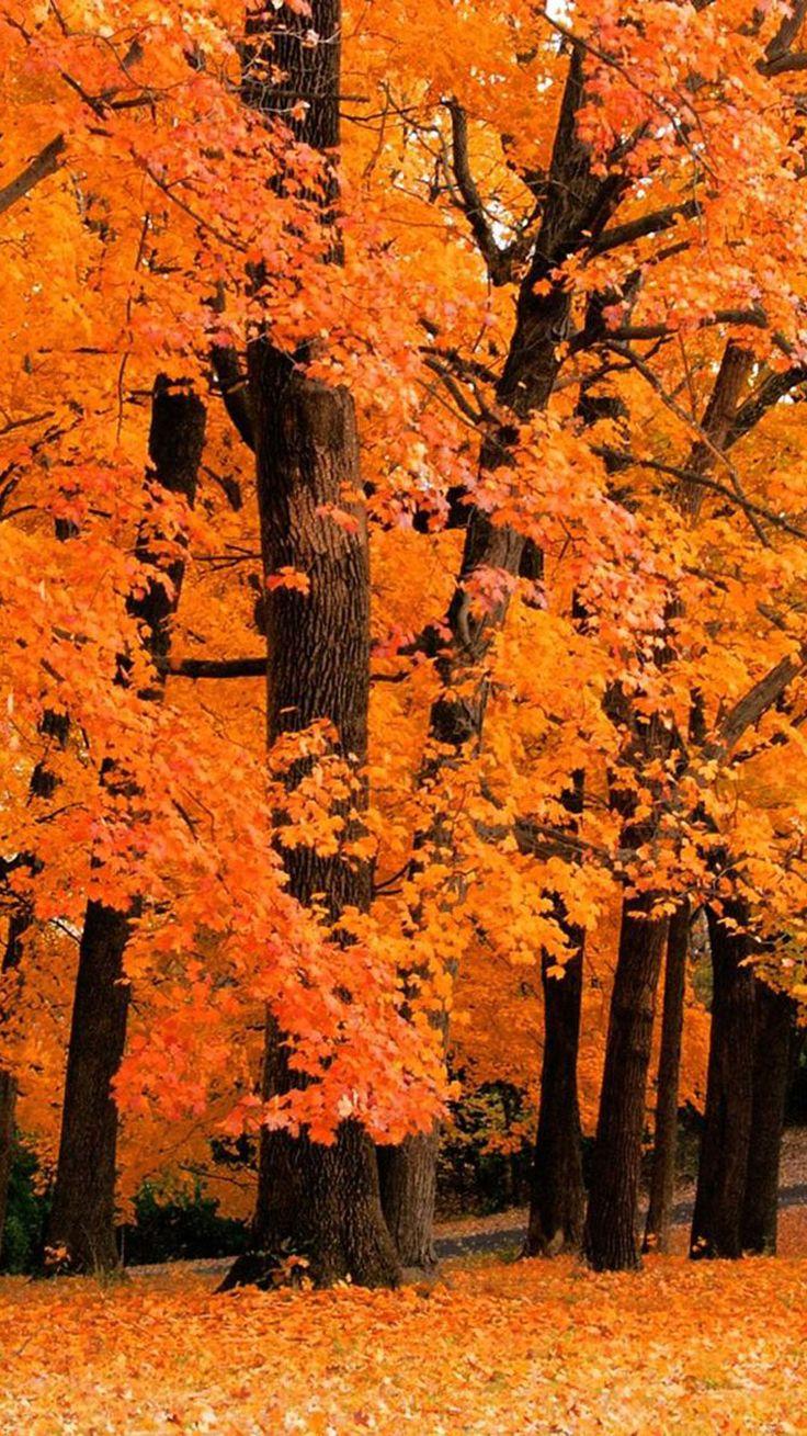 736x1309 Free Amazing Fall Wallpaper Background For iPhone. Fall wallpaper, Fall background iphone, iPhone wallpaper fall