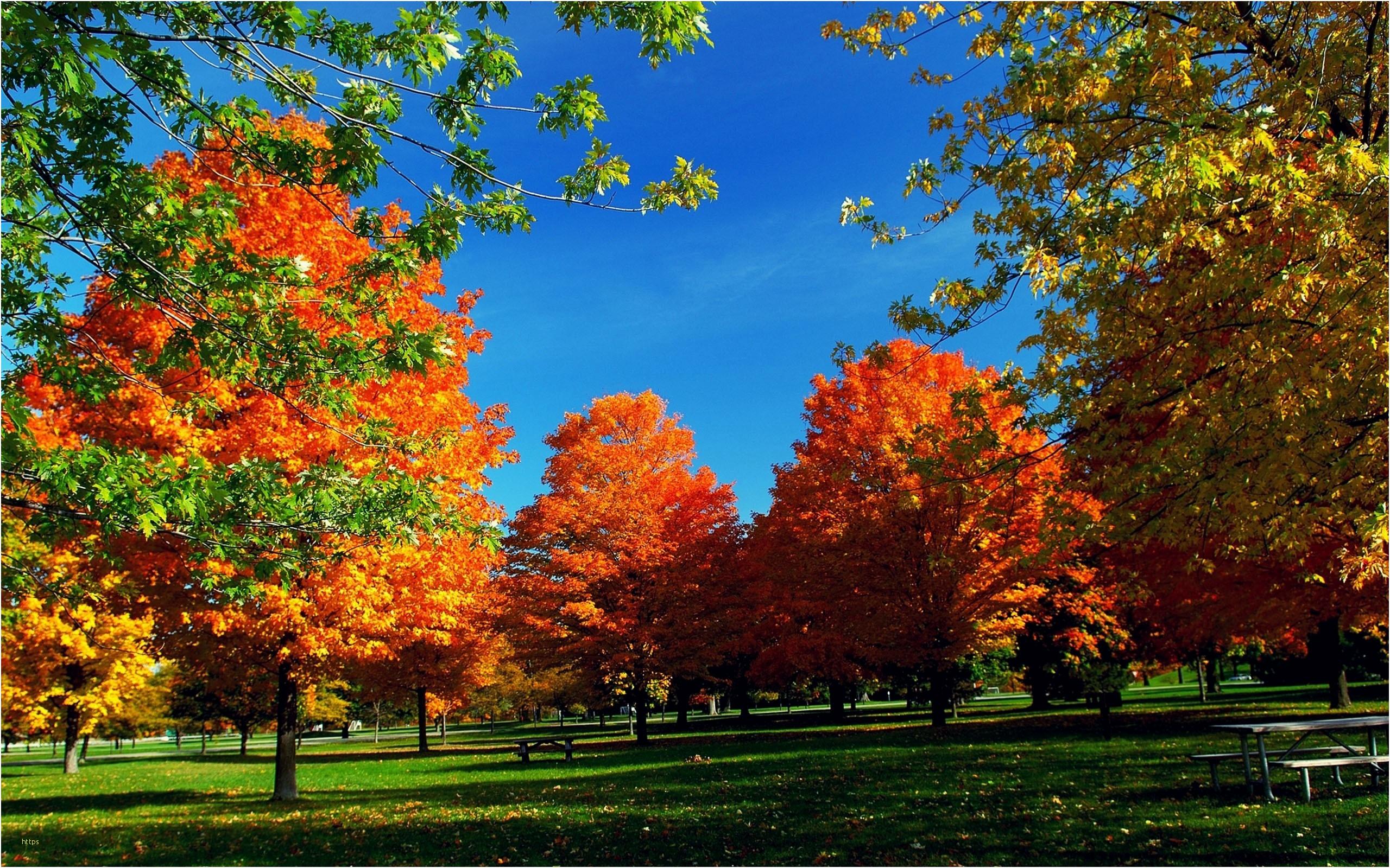 2560x1600 Autumn Trees Wallpaper