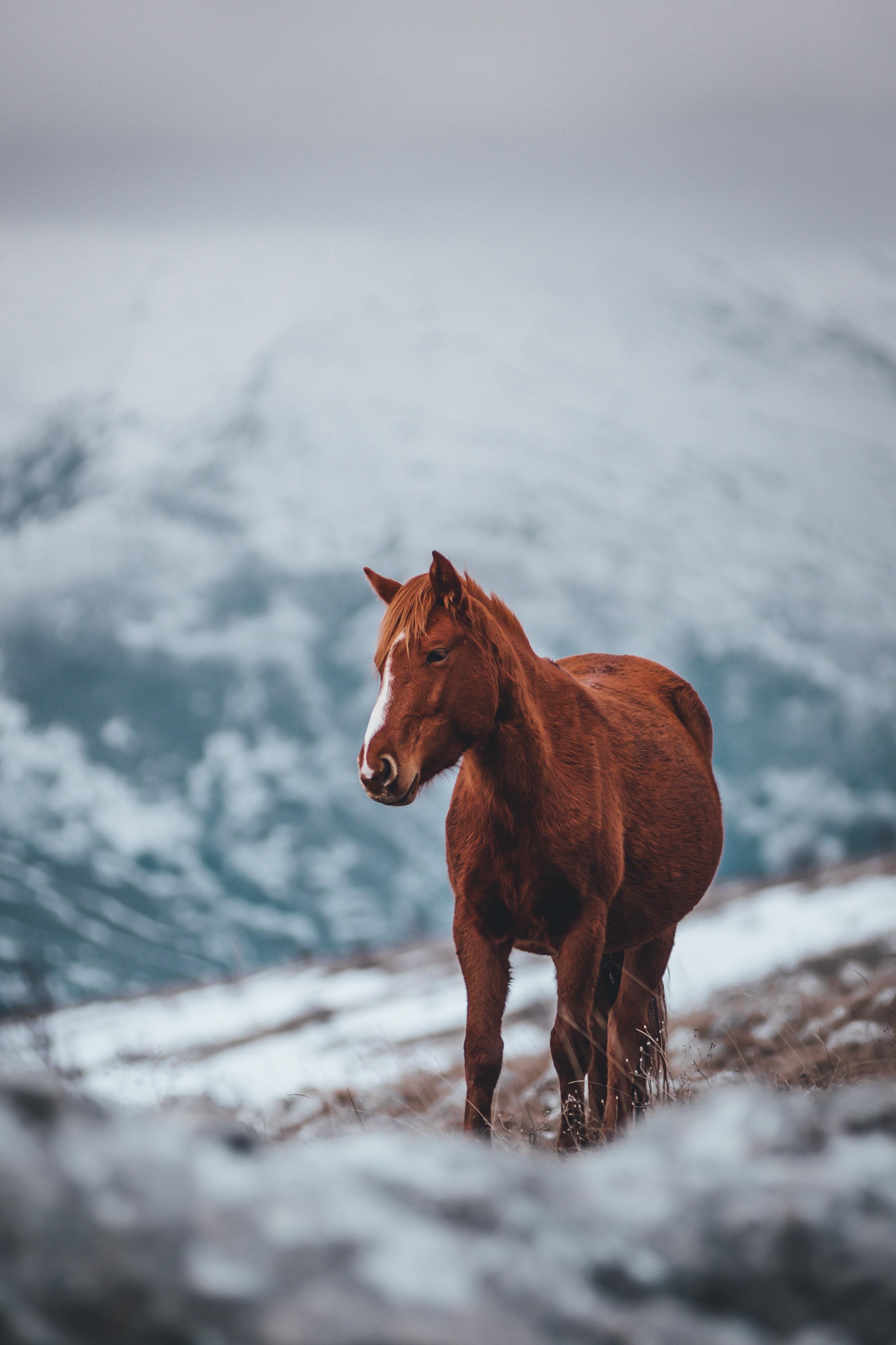 2784x4176 Brown Stallion Horse on Field Covered in Snow · Free
