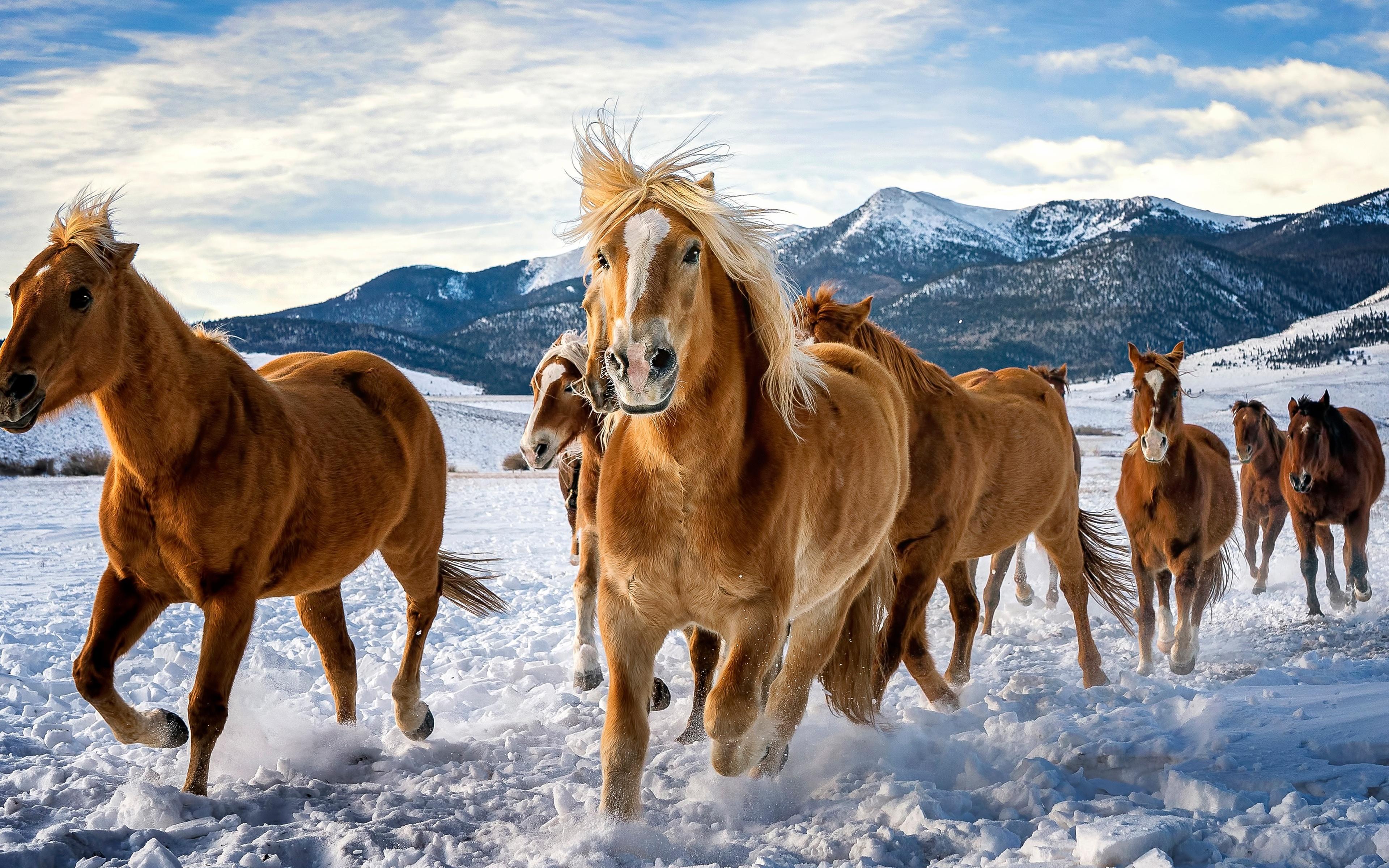 3840x2400 Horses Snow Running 4k 4k HD 4k Wallpaper, Image, Background, Photo and Picture