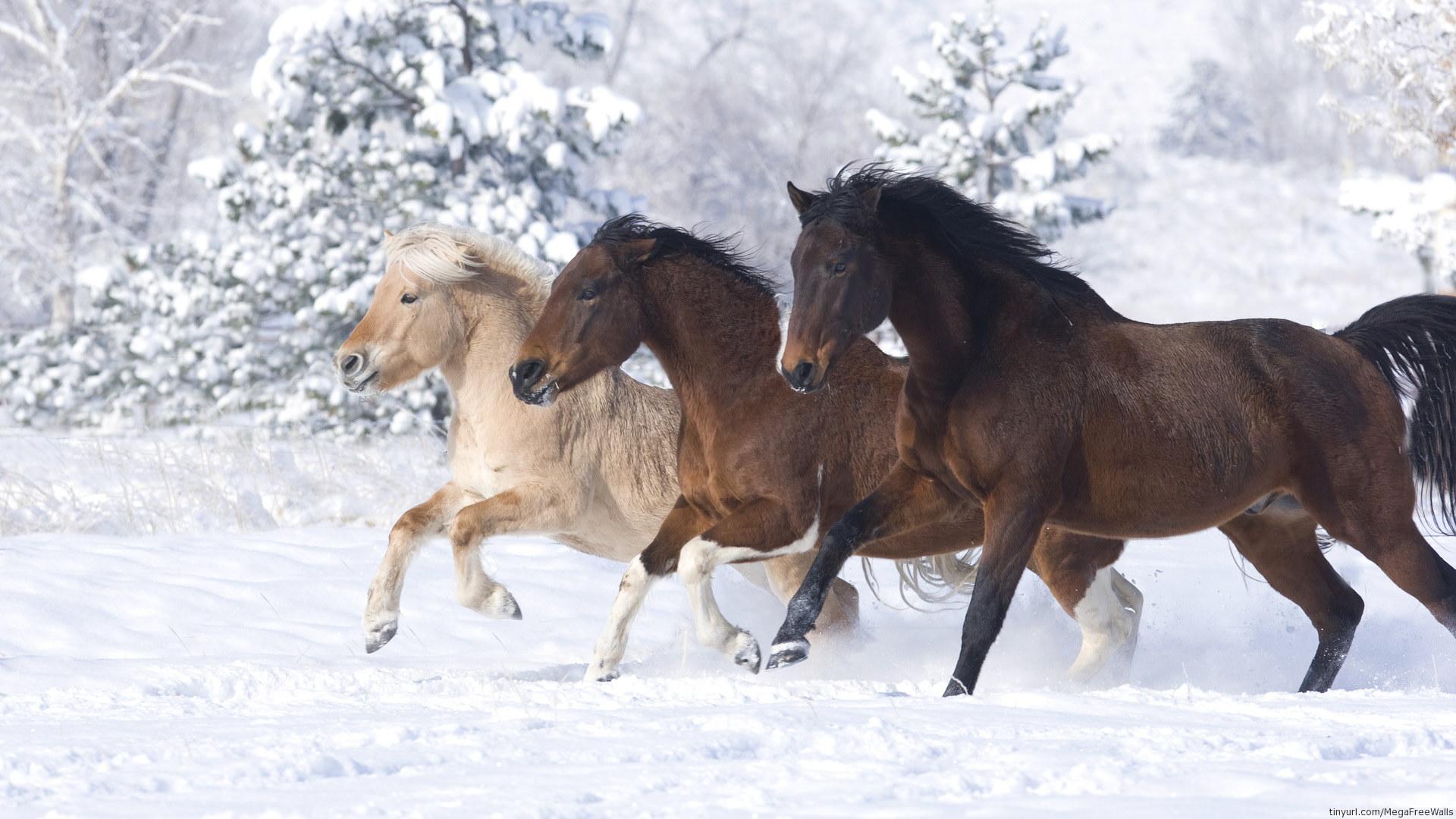 Horse Snow Wallpapers - Top Free Horse Snow Backgrounds - WallpaperAccess