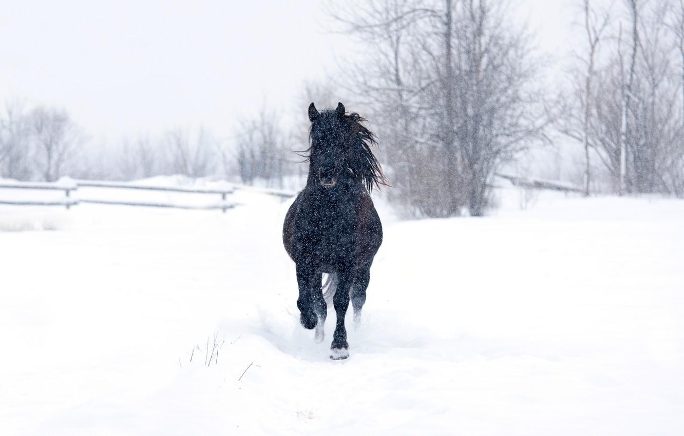1332x850 Wallpaper snow, trees, horse, trees, horse, snowing, a black horse, wood fence, black horse, wooden fence image for desktop, section животные