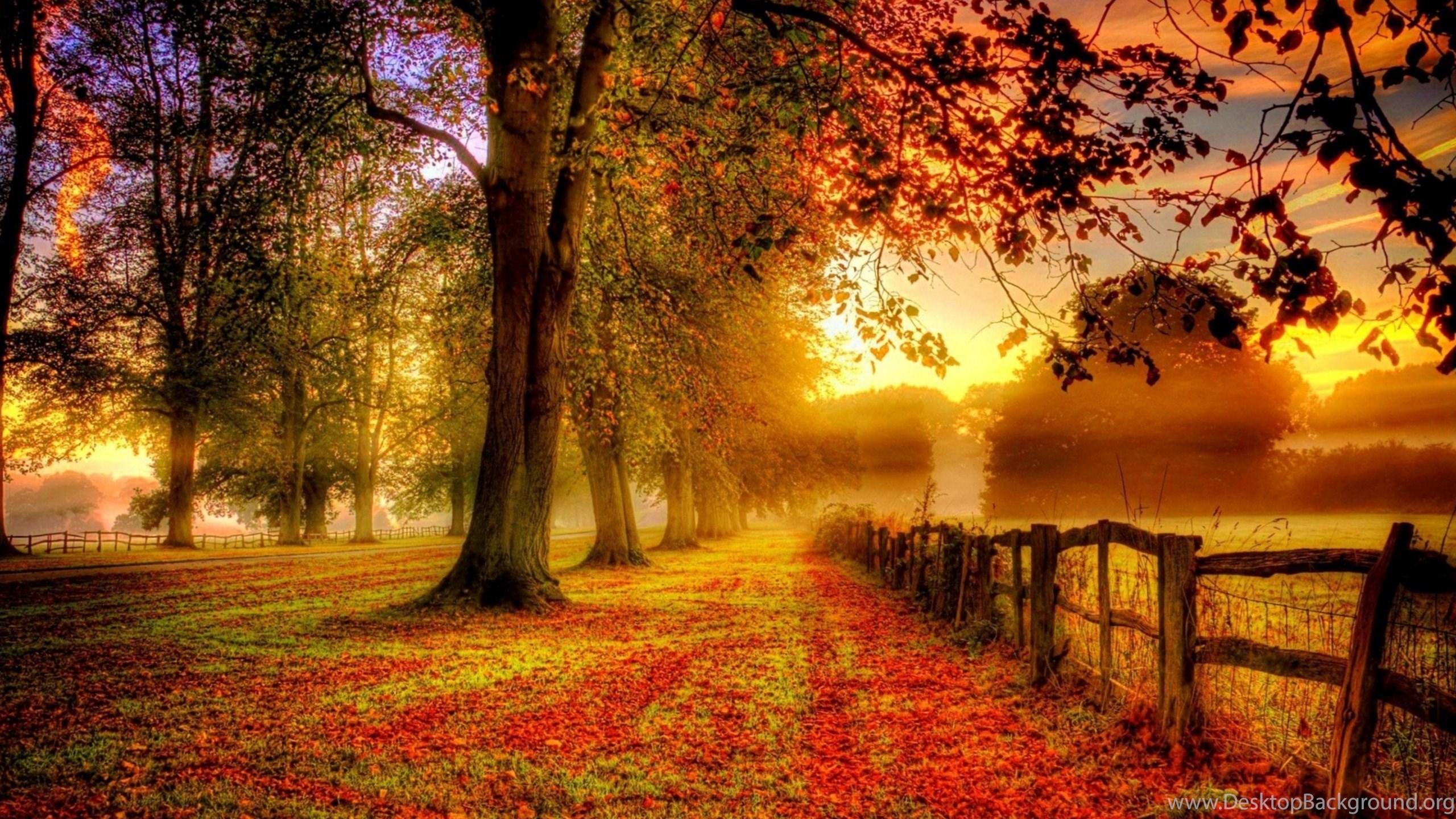 2560x1440 Beautiful Autumn Garden Wallpaper Desktop Background