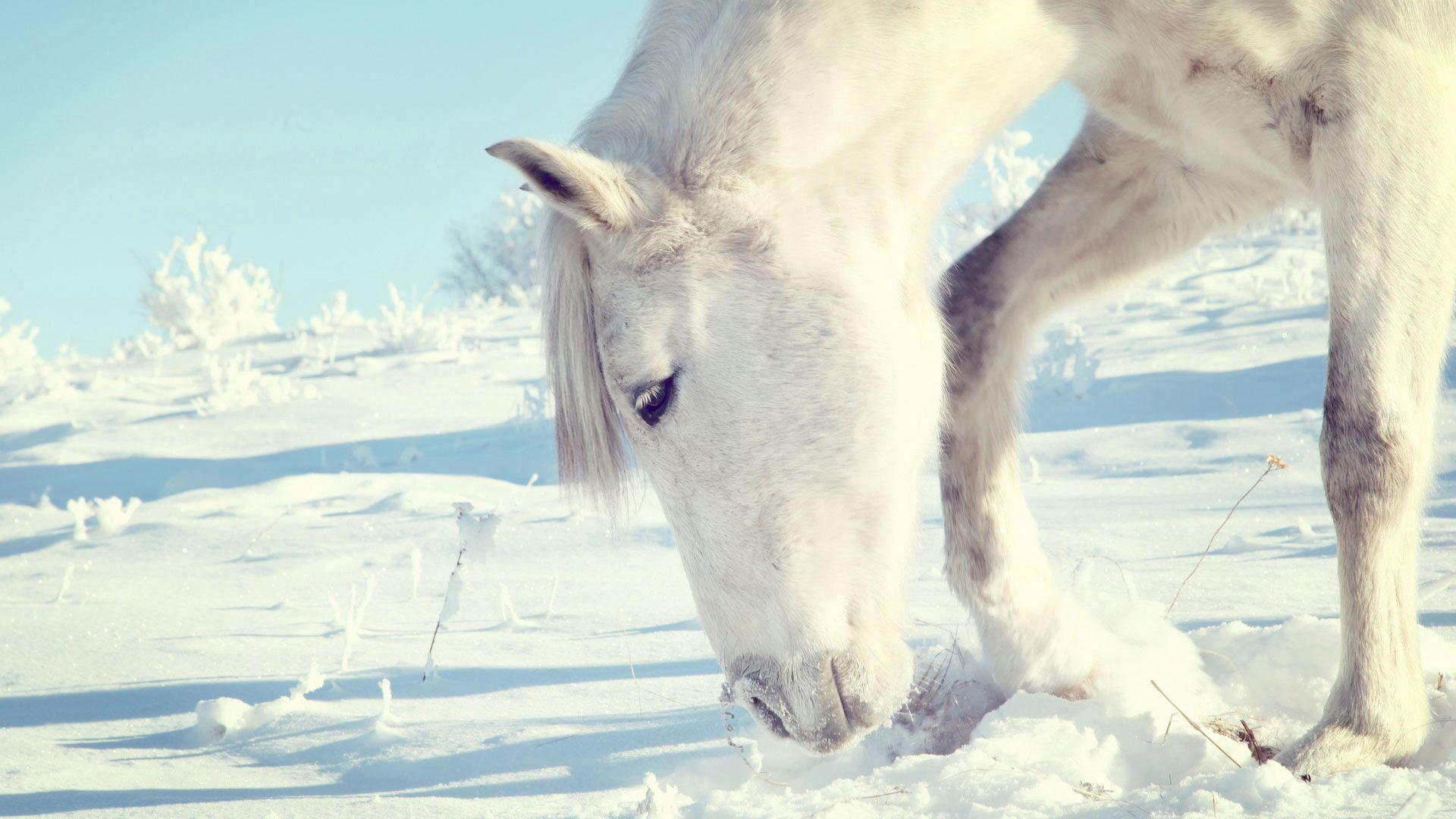 1920x1080 Download wallpaper 1920x1080 horse, snow, shrubs, winter, head HD background