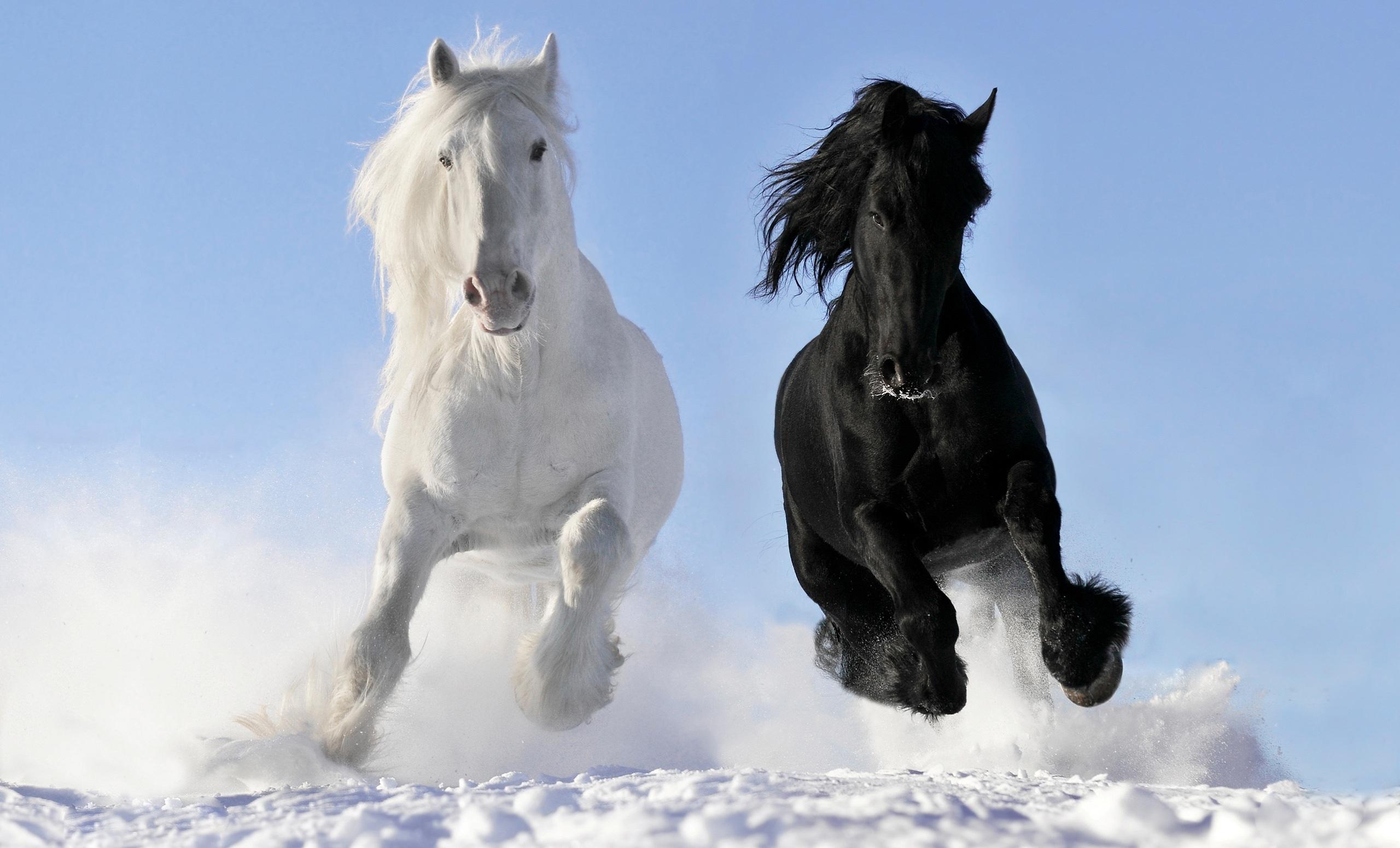 2560x1550 horse, Winter, Snow Wallpaper HD / Desktop and Mobile Background