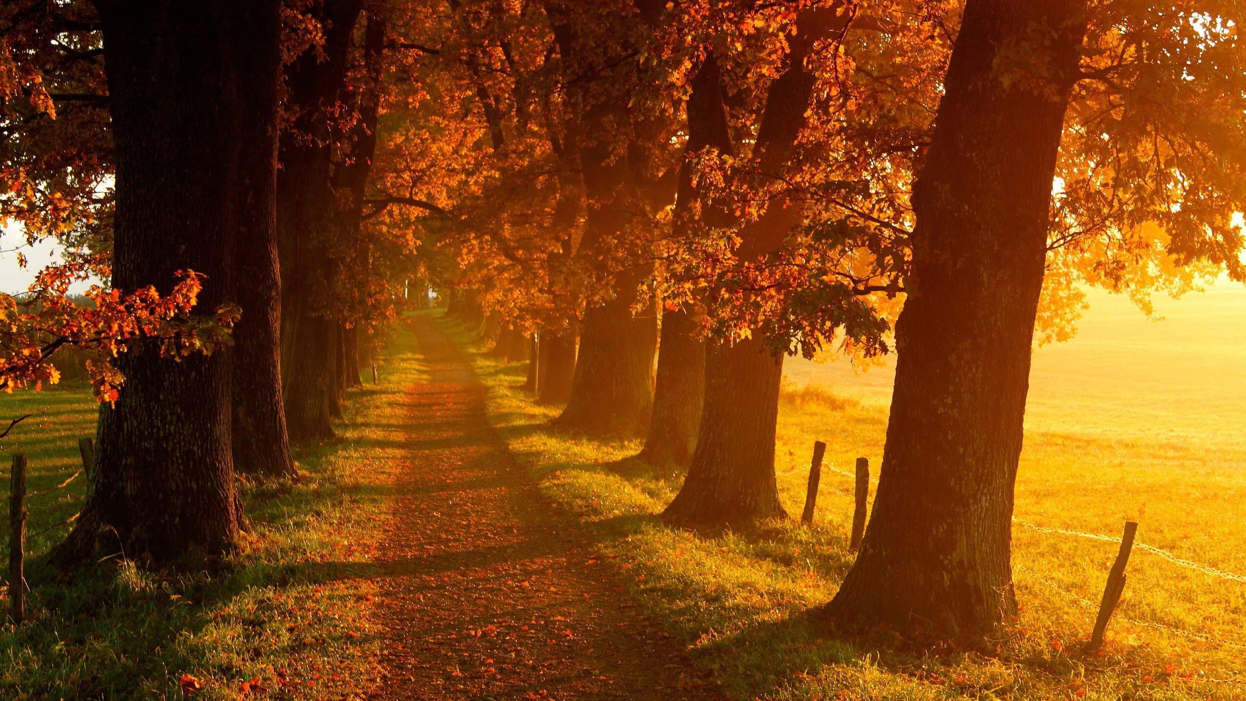 2560x1440 Autumn Wallpaper Examples for Your Desktop Background