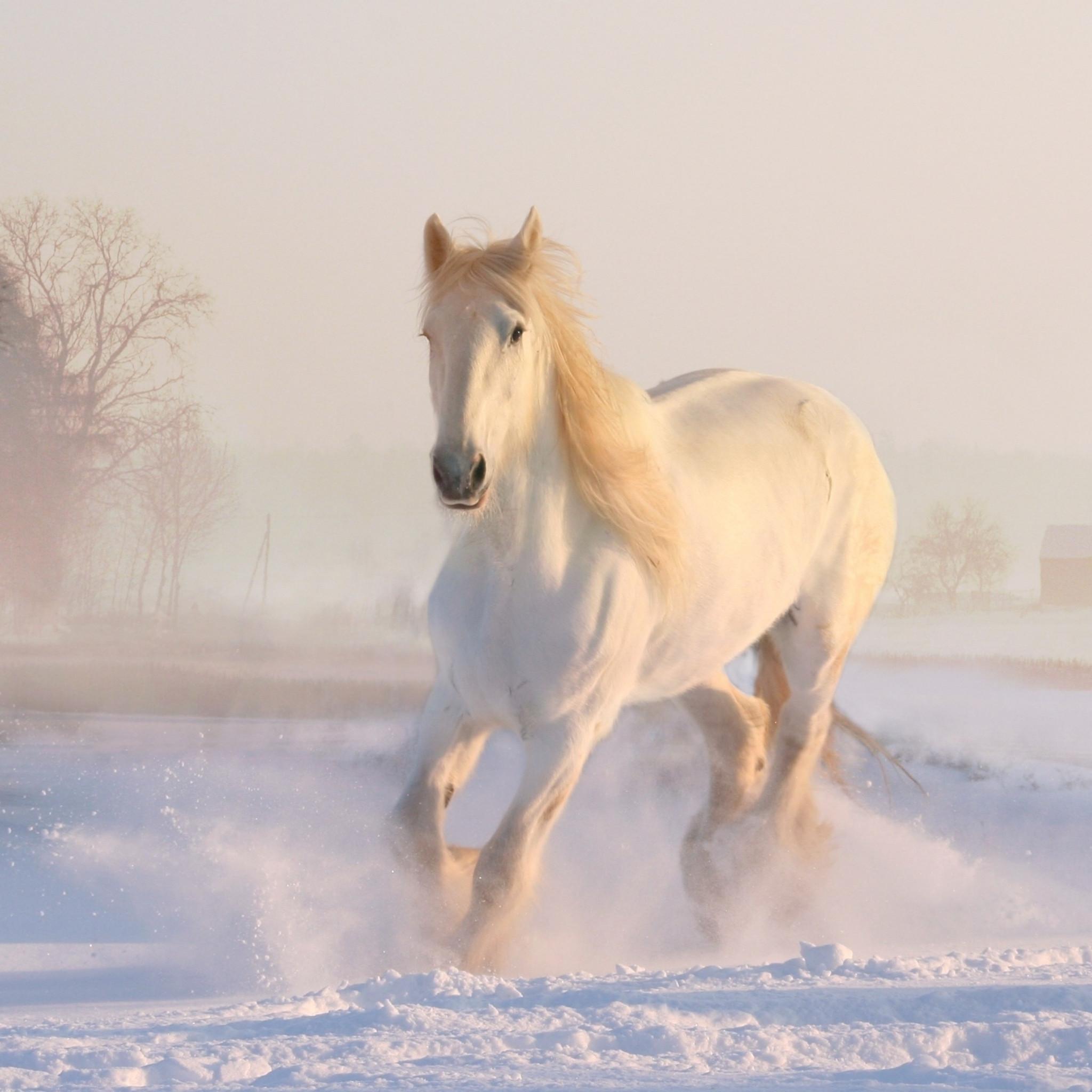 Horse Snow Wallpapers - Top Free Horse Snow Backgrounds - WallpaperAccess