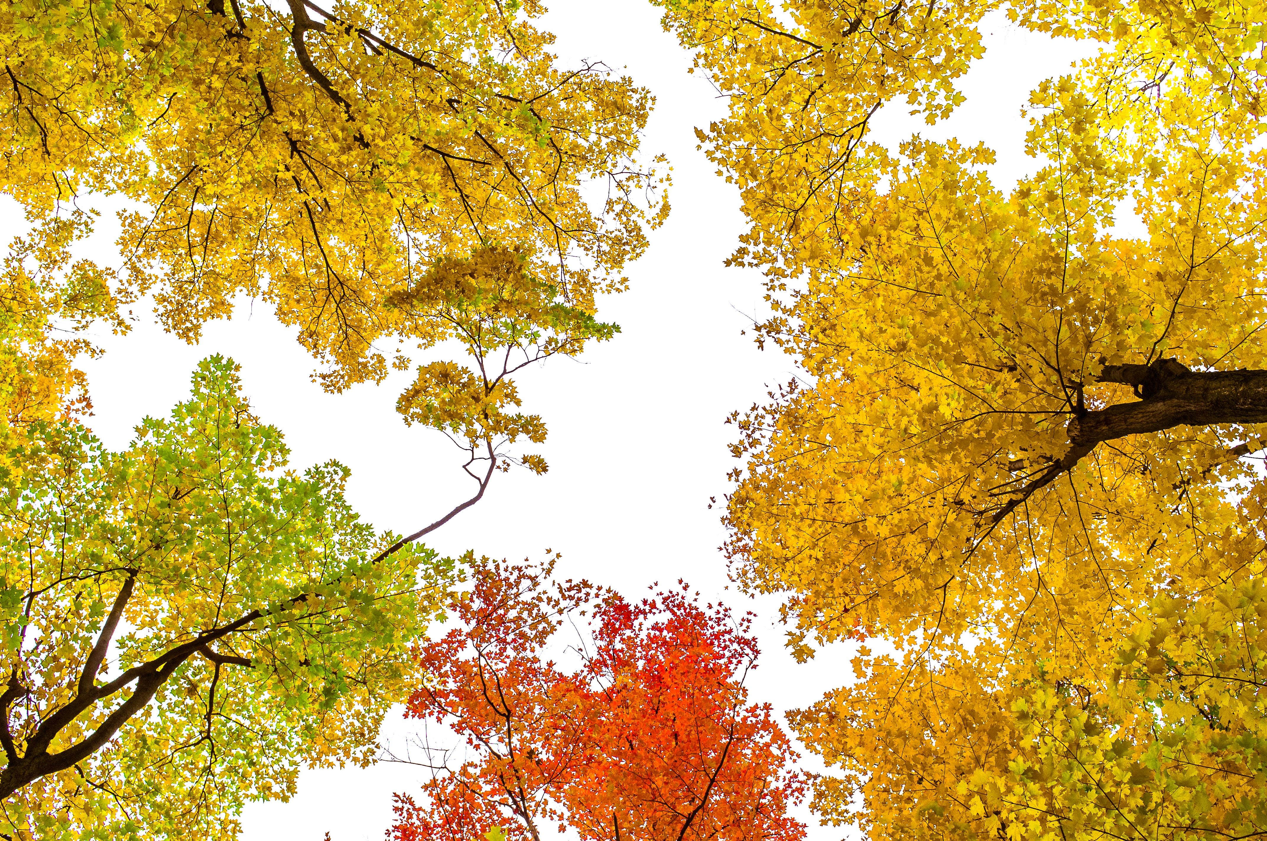 4288x2848 Fall and Autumn Wallpaper. best free wallpaper, fall, autumn and plant photo