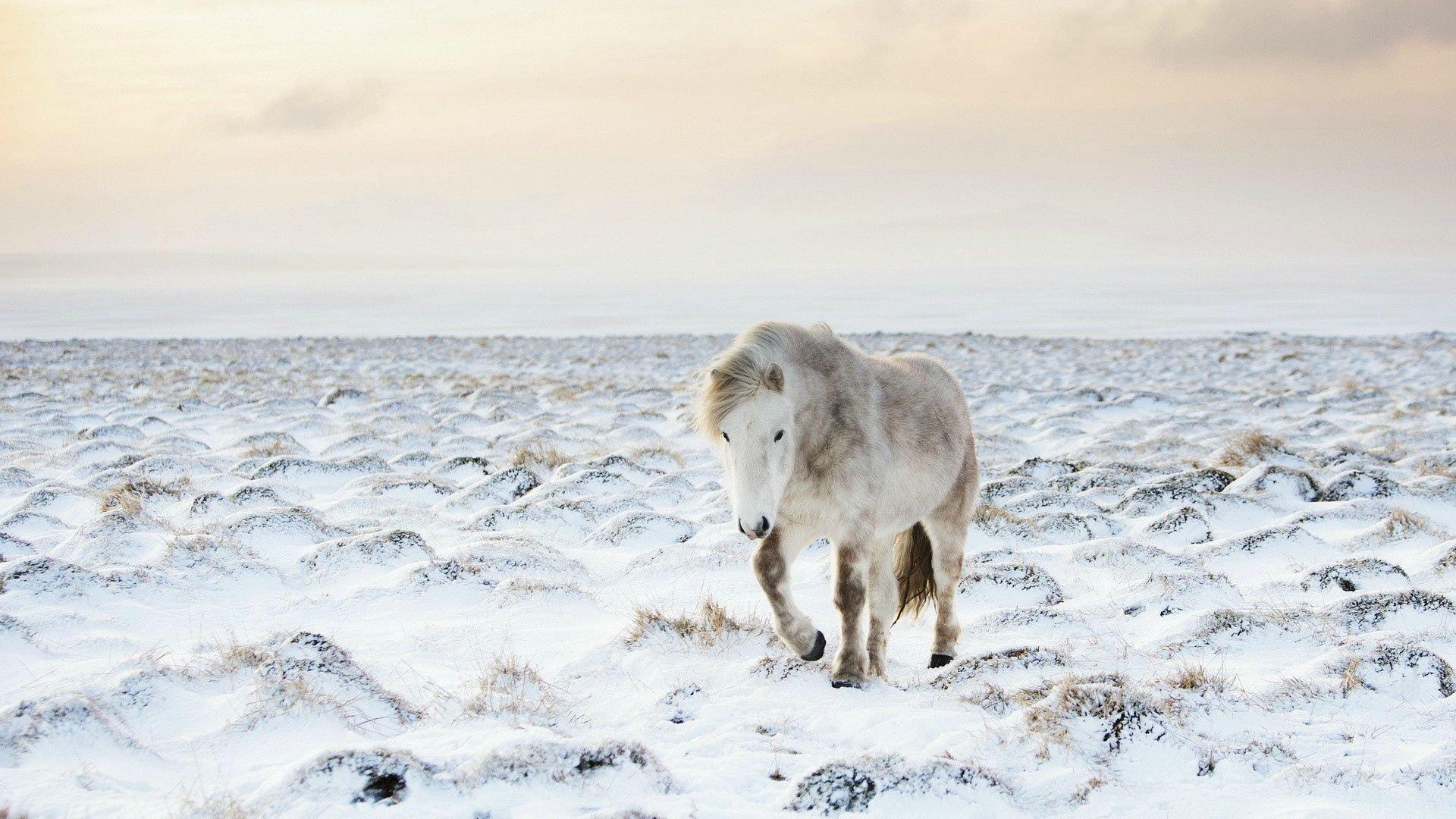 1920x1080 Horse in Snow Winter HD wallpaper