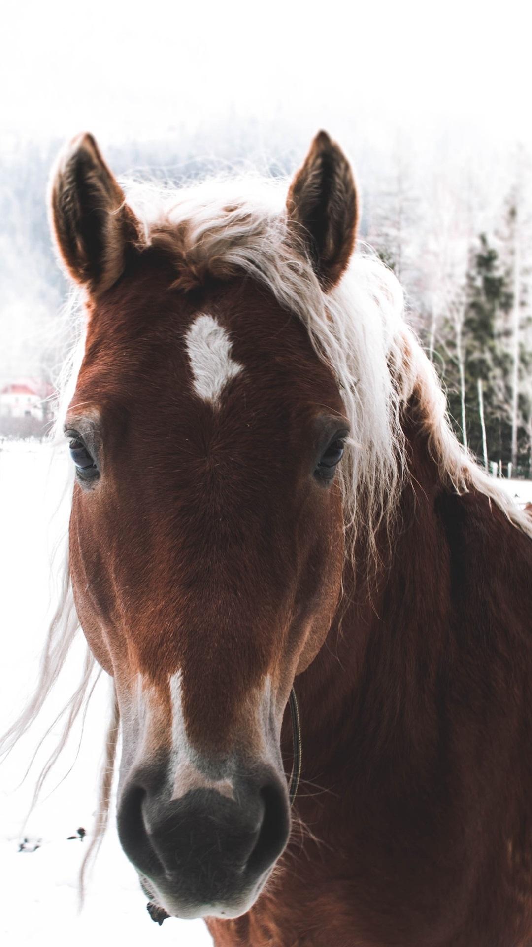 1080x1920 Brown Horse, Winter, Snow 1080x1920 IPhone 8 7 6 6S Plus Wallpaper, Background, Picture, Image