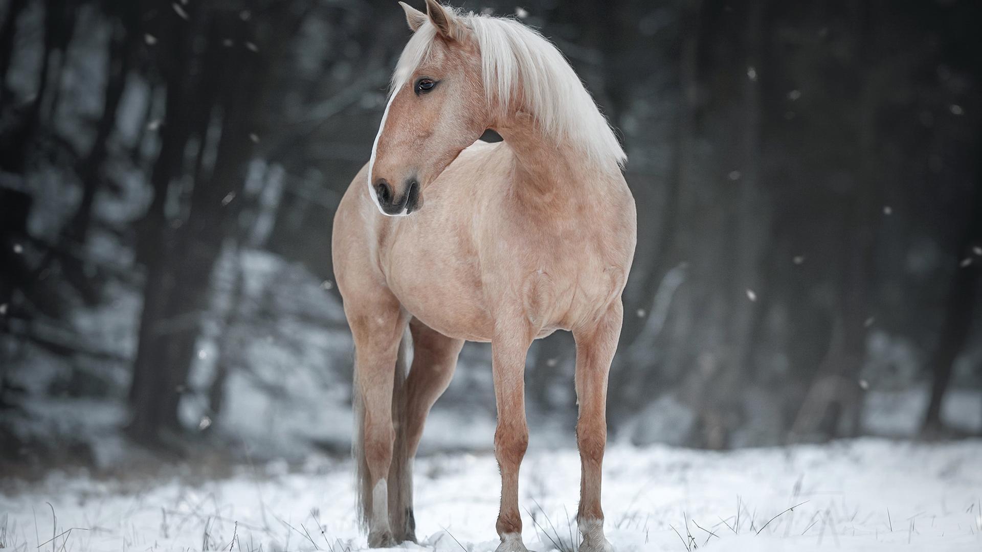 1920x1080 Download 1920x1080 Majestic Horse, Winter, Snow, Looking Away, Standing Wallpaper for Widescreen