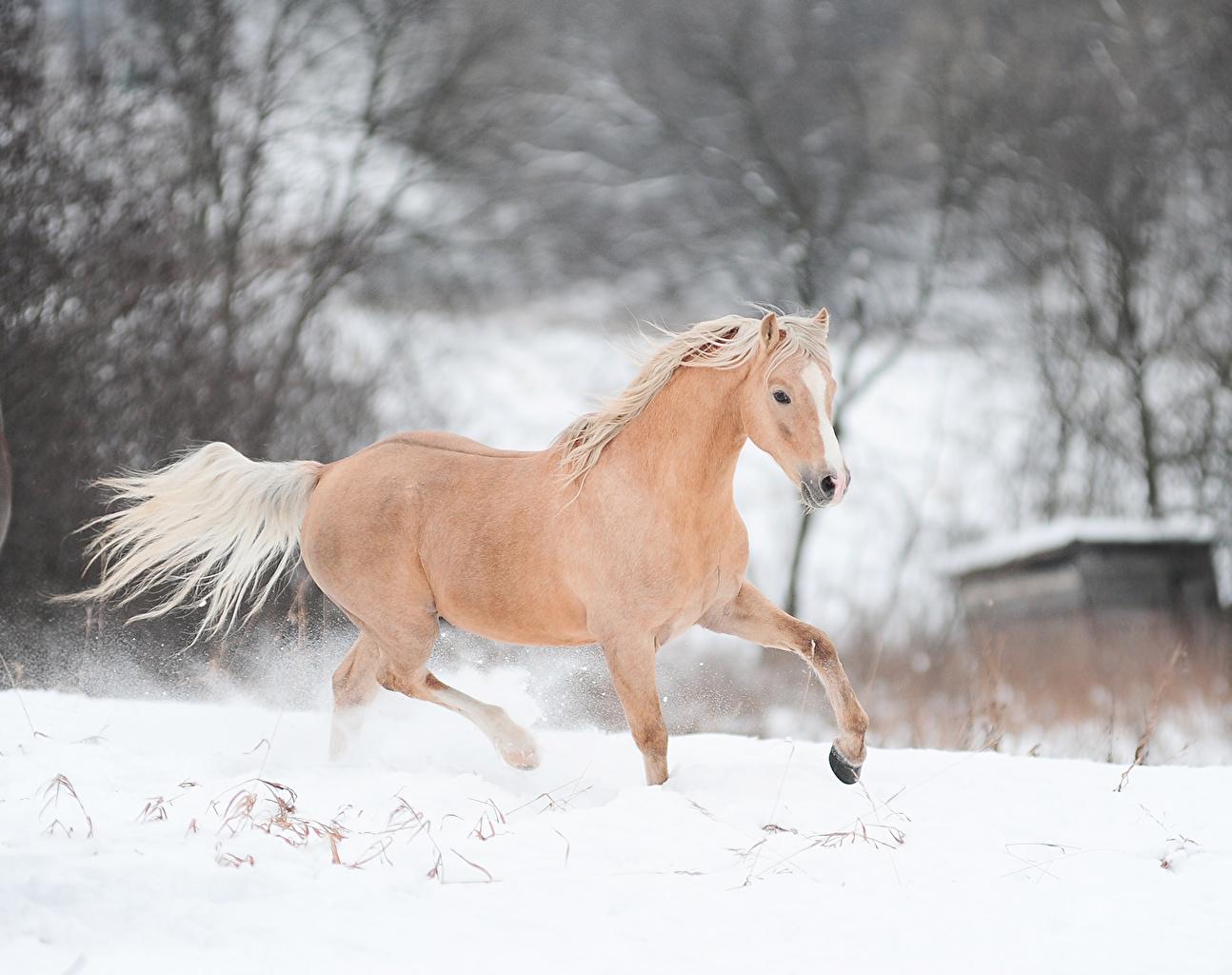 1294x1024 Wallpaper Horses Running Snow animal