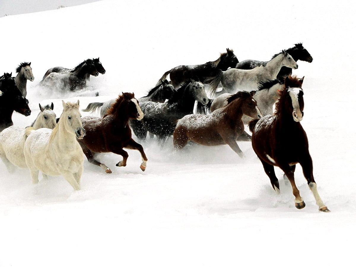 1200x900 Horse, Herd, Snow wallpaper. Best Free Download background