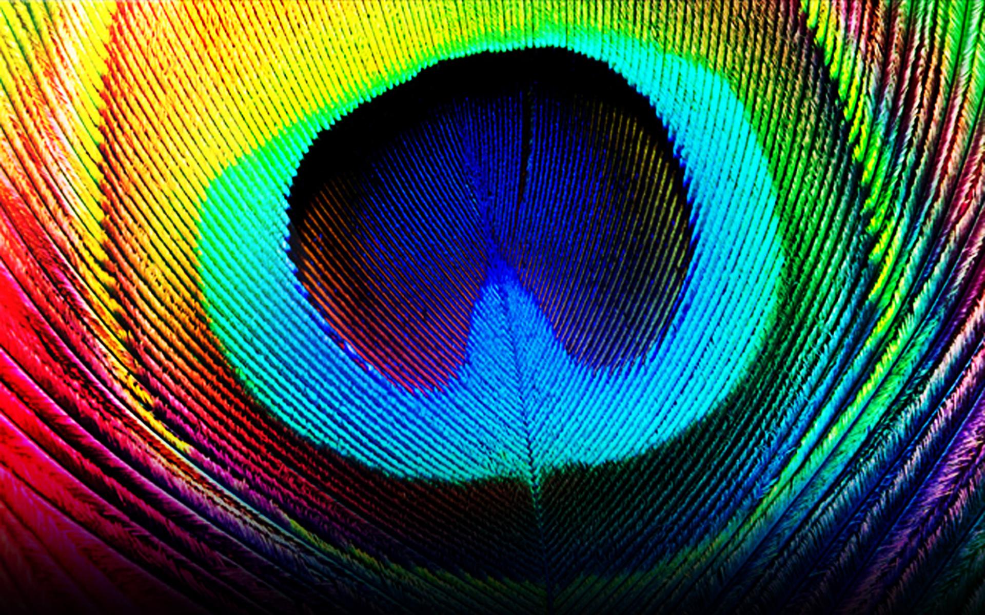 1920x1200 Rainbow Feather Wallpaper