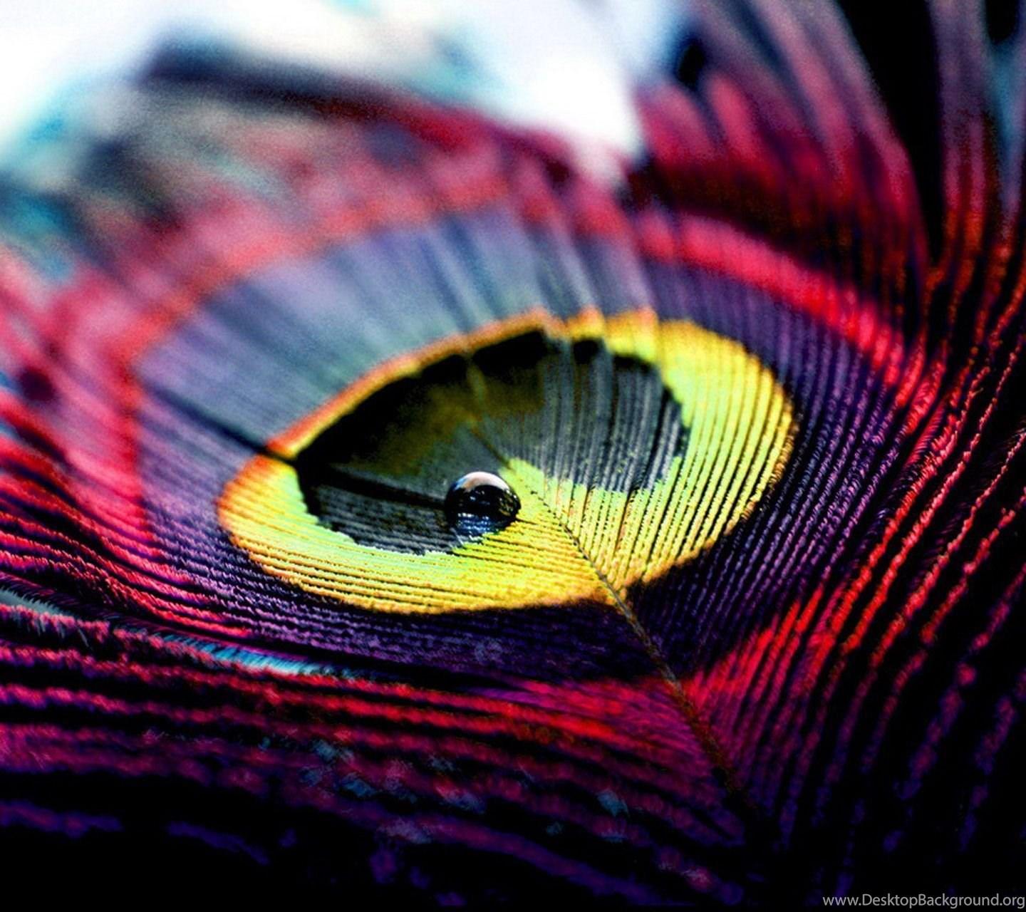 1440x1280 Peacock Feather Art Colorful More Pinch Your Top HD Wallpaper. Desktop Background