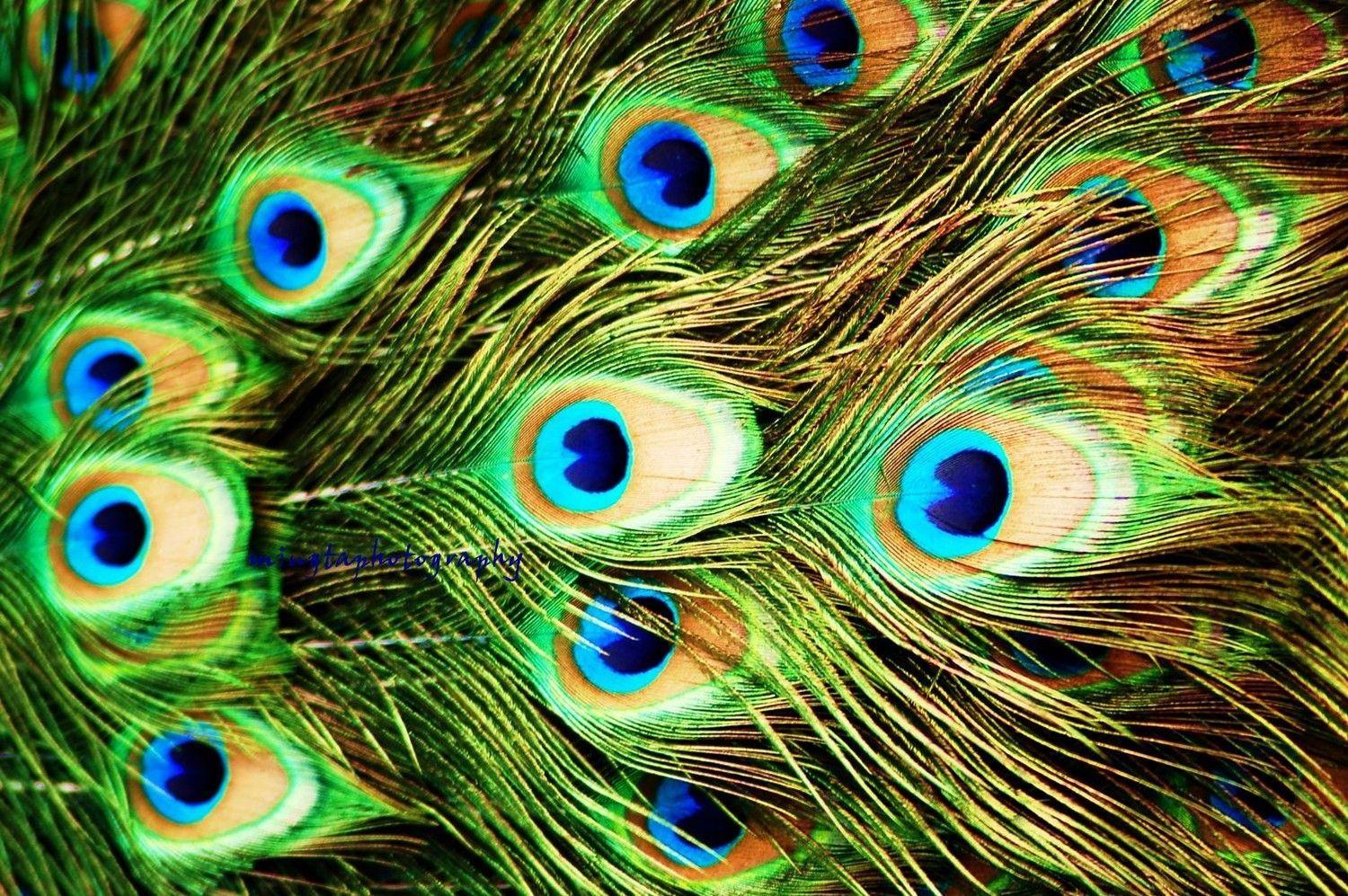 1500x997 HD Peacock Feather Wallpaper