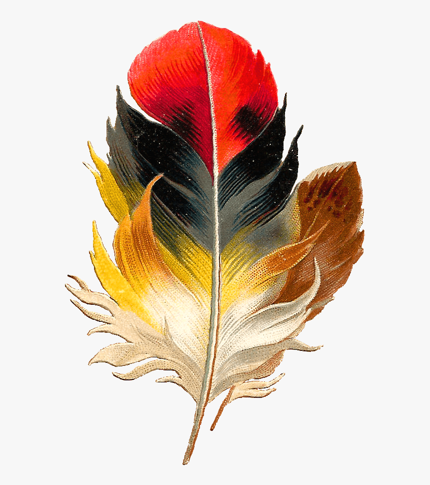 860x969 Antique Image Clip Art Beautiful Multi Colored Bird Feather Png, Transparent Png, Transparent Png Image