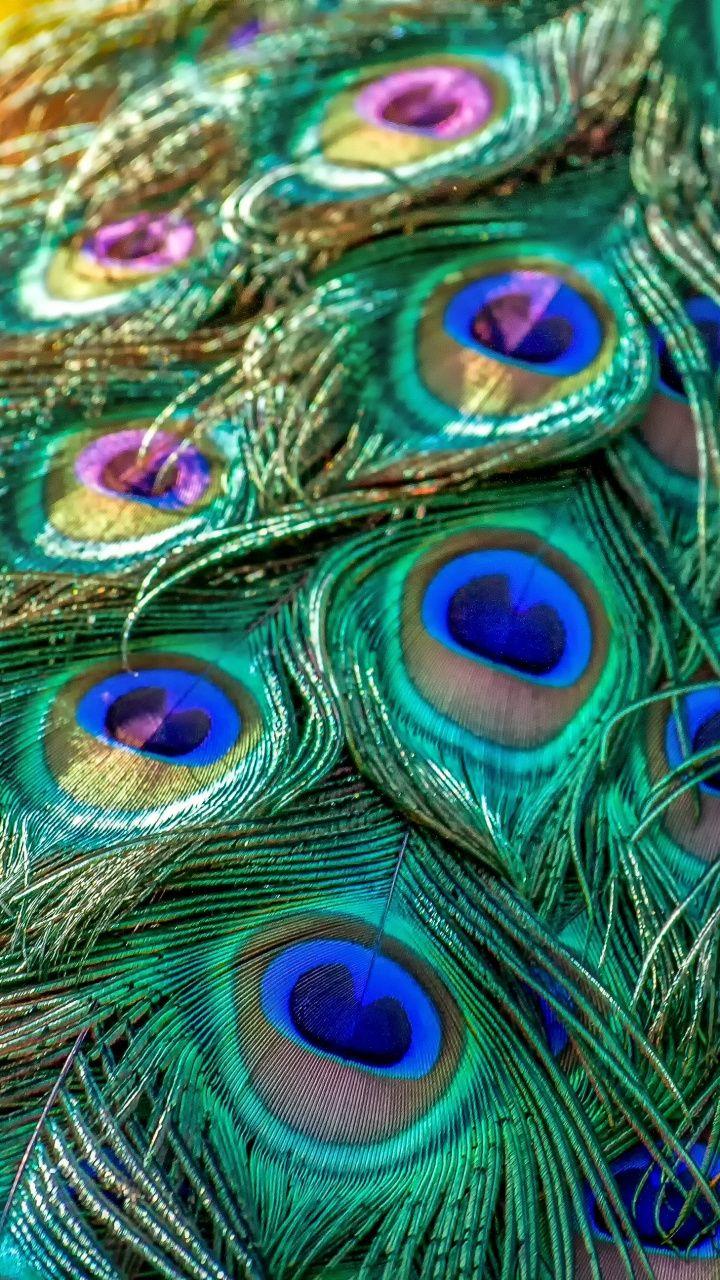 720x1280 Plumage, feathers, bird, peacock, 720x1280 wallpaper. Feather wallpaper, Peacock, Peacock feathers