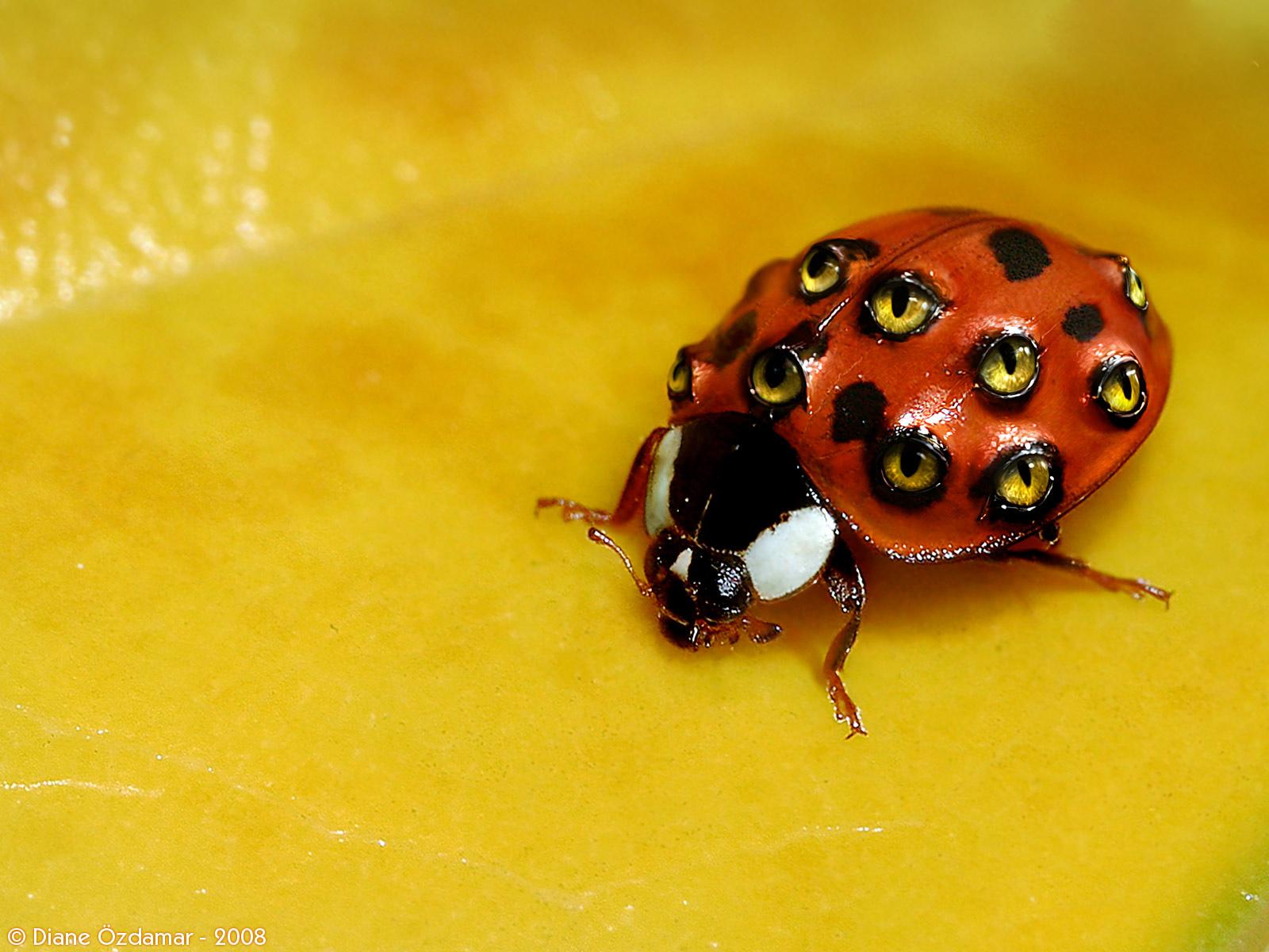 1600x1200 Weird ladybug desktop PC and Mac wallpaper