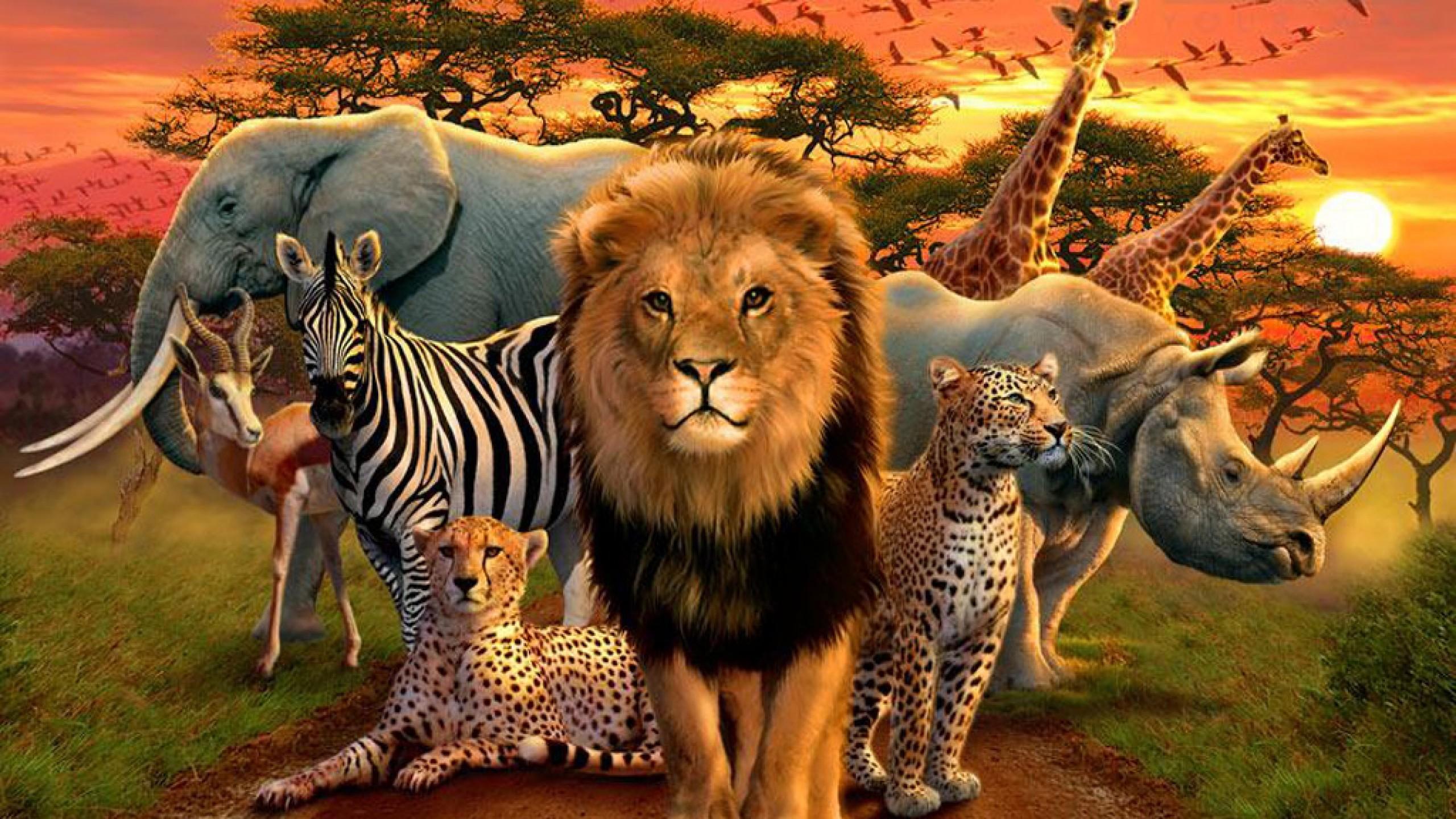 2560x1440 Data Src African Animals Wallpaper Picture