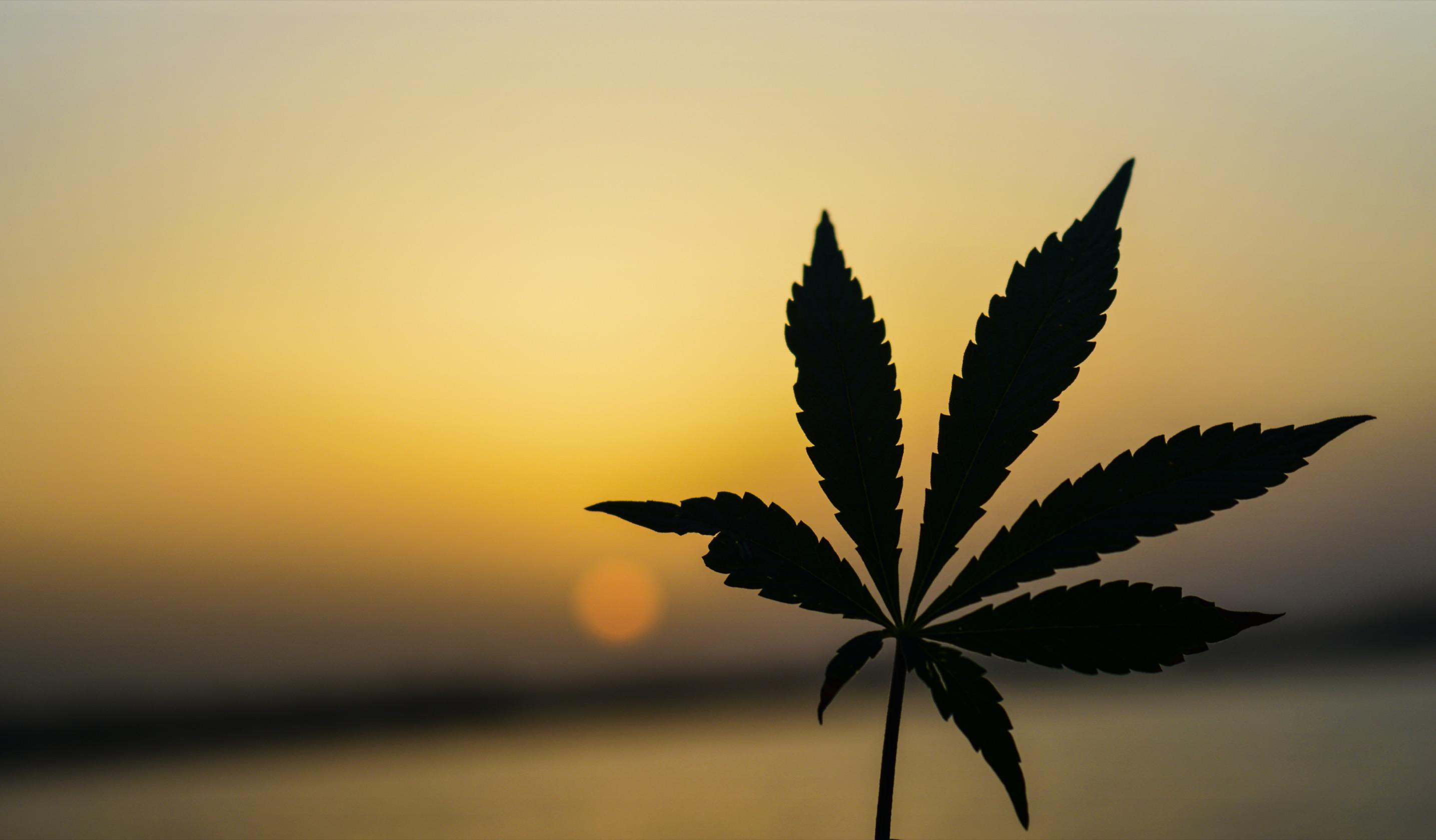 2871x1680 Marijuana and CBD for Migraine Relief: The Science Behind this Trendy Treatment