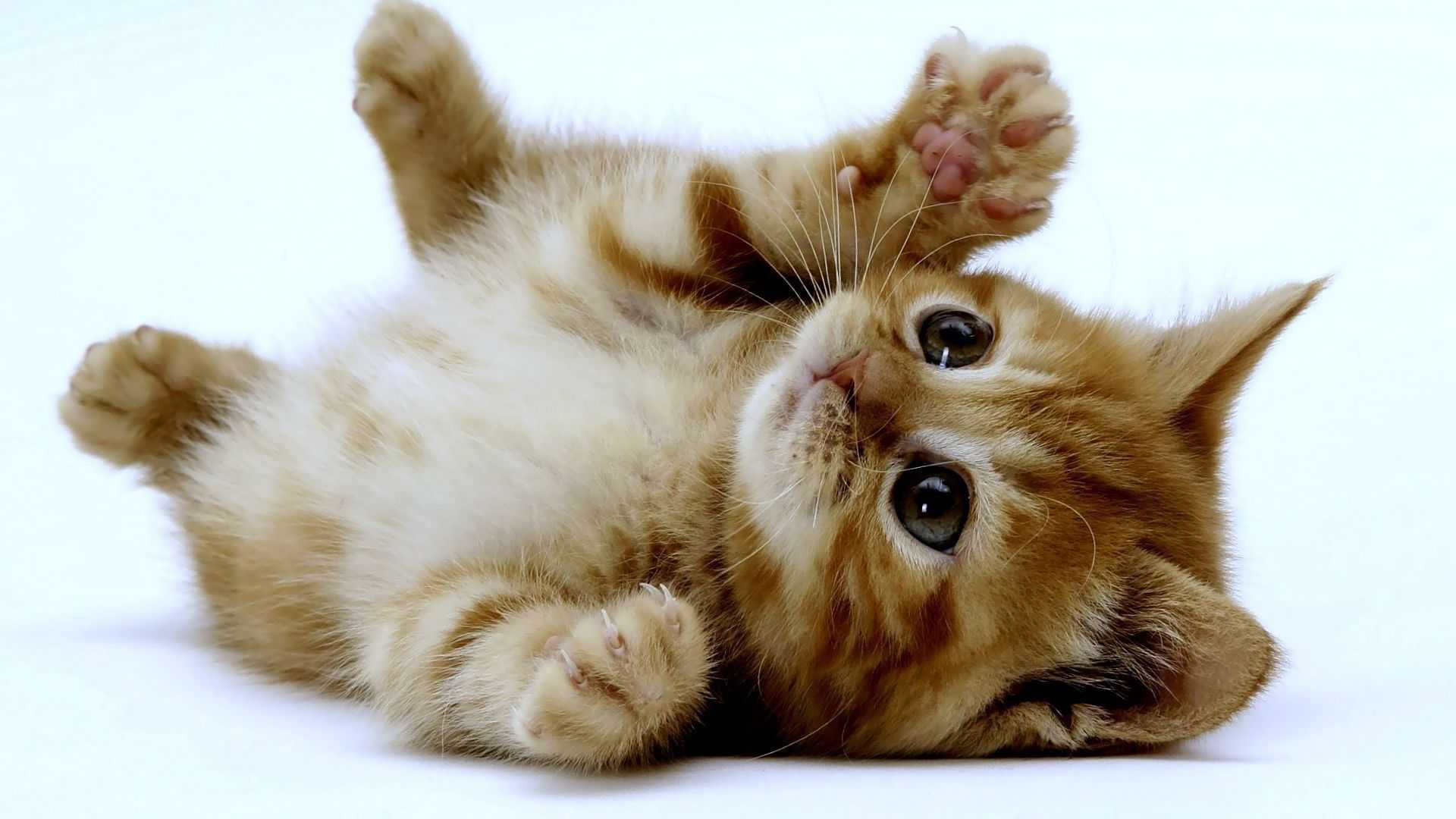 1920x1080 Desktop Kitten Wallpaper