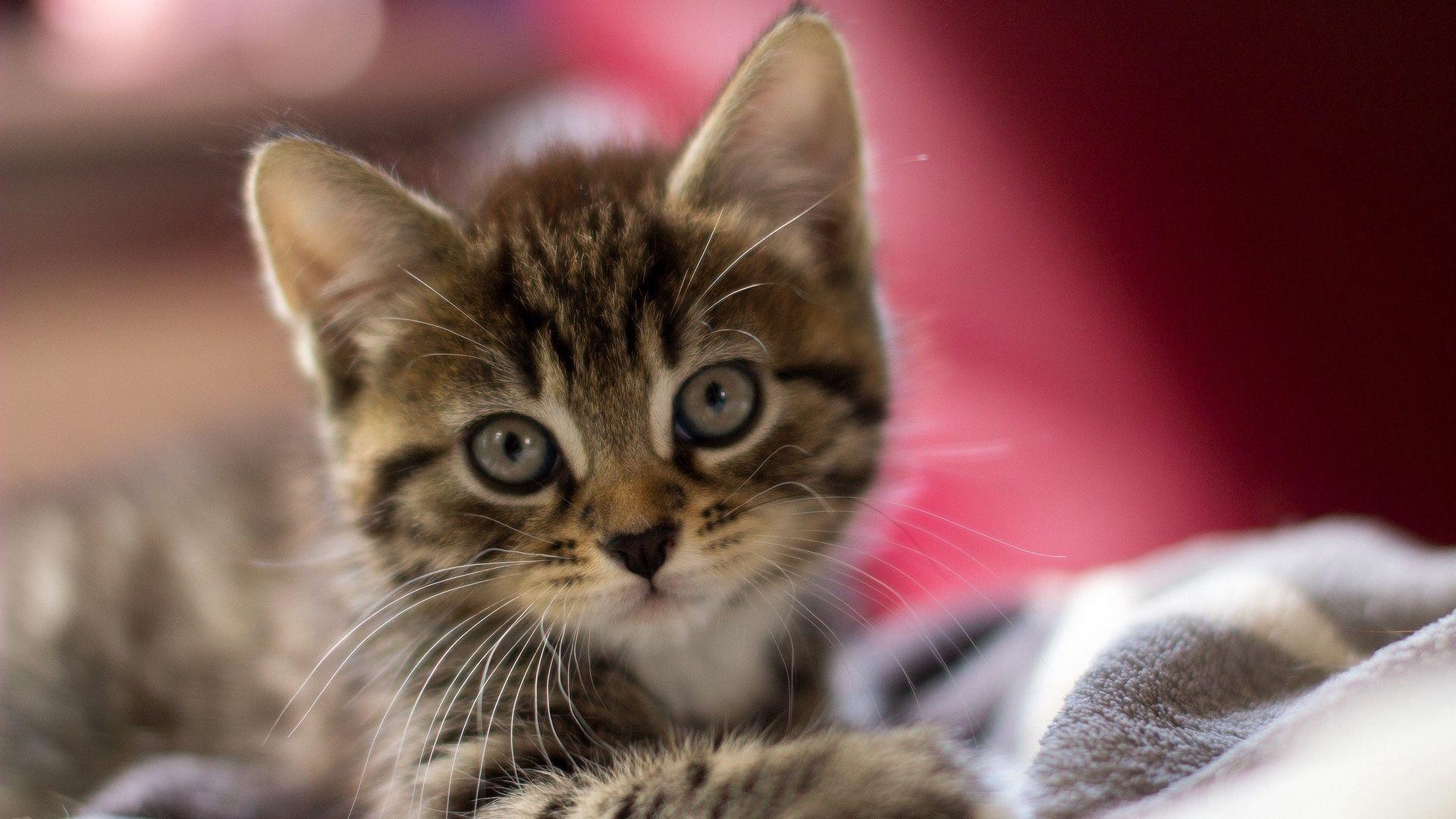 1920x1080 Kittens Wallpaper