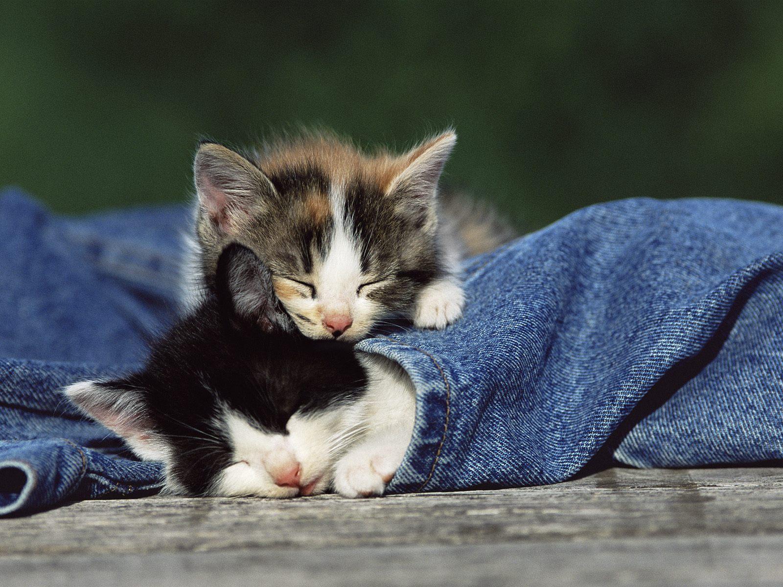 1600x1200 Cute Sleeping Kittens Wallpaperx1200
