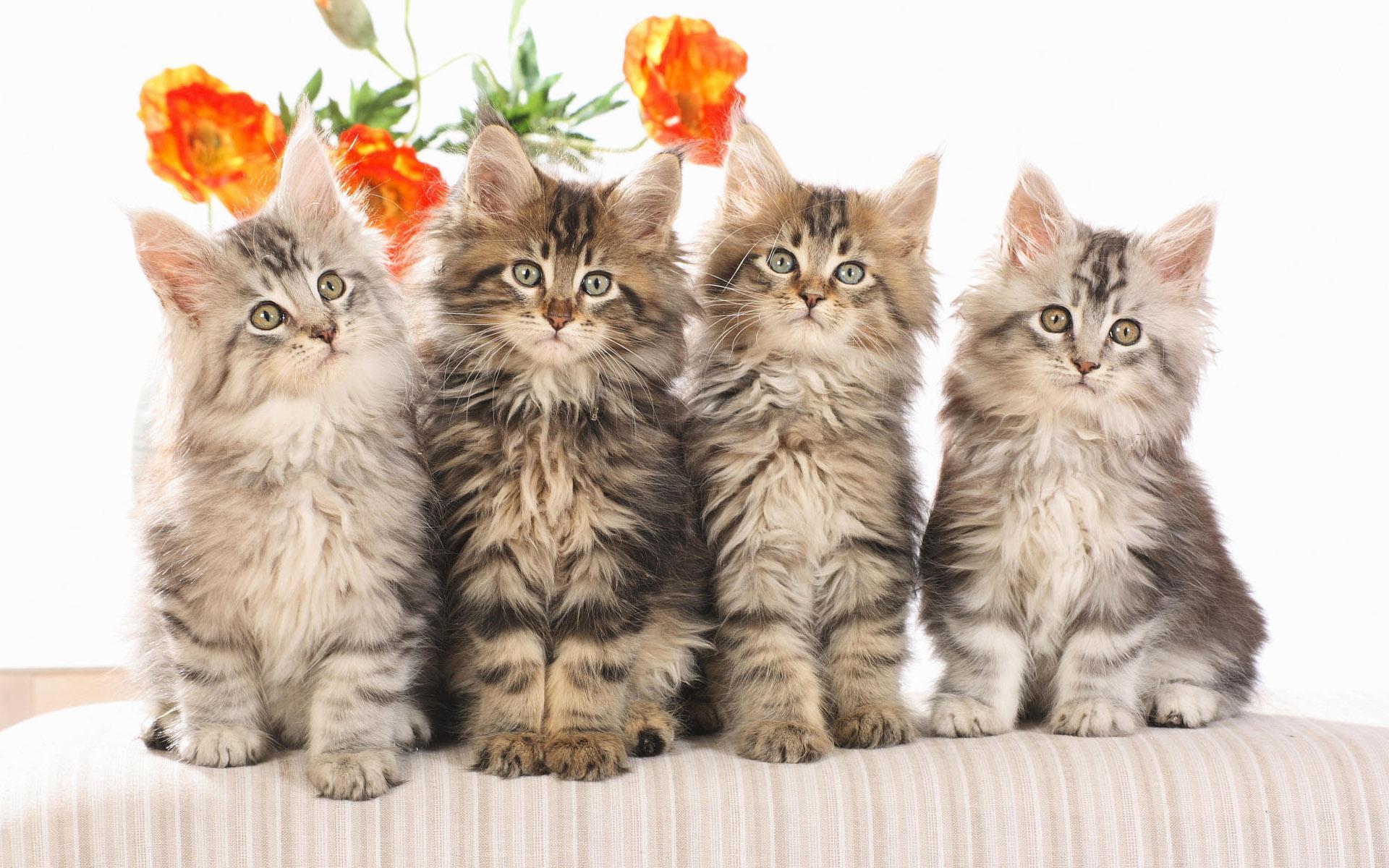 1920x1200 Kittens Wallpaper 2018 Picture HD Image Free for Android