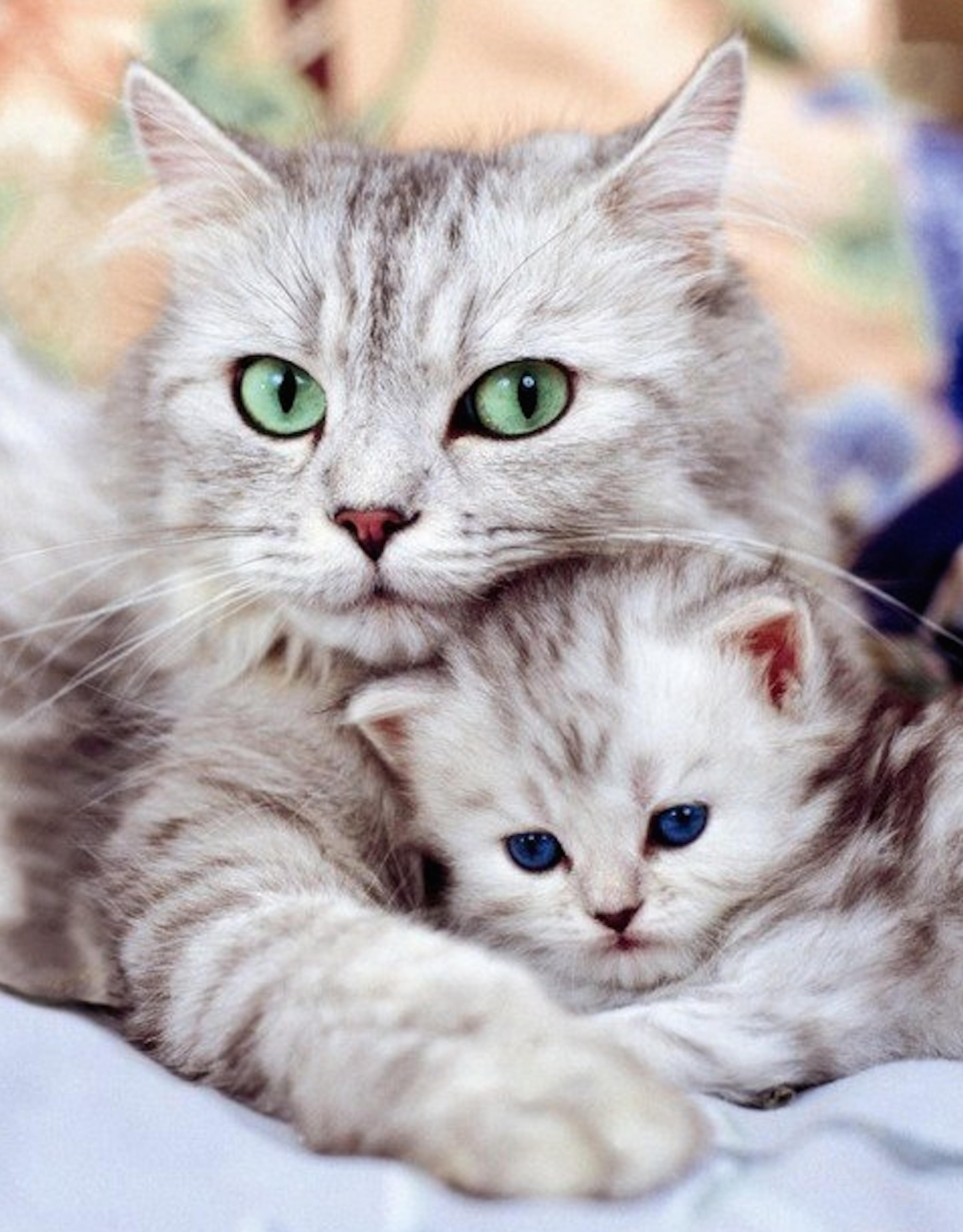 3000x3837 Cat Kitten Wallpaper Free Animal Wallpaper
