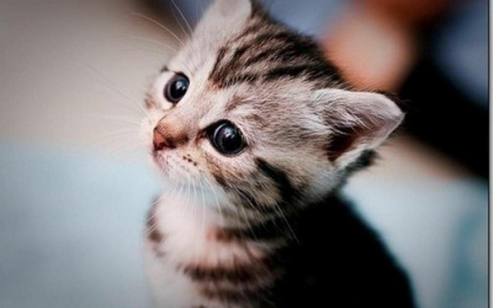1680x1050 Kitten Wallpaper: HD, 4K, 5K for PC and Mobile. Download free image for iPhone, Android