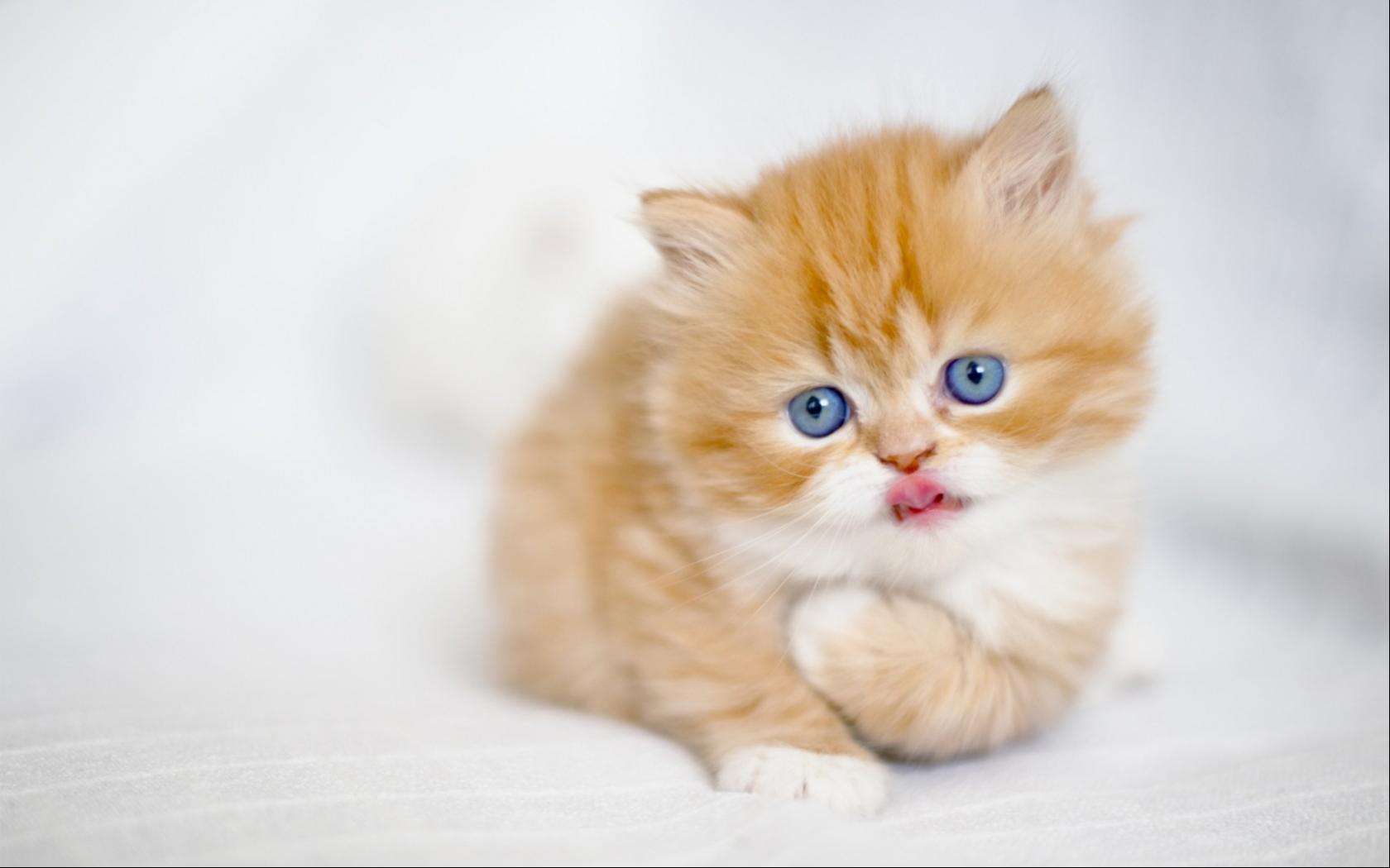 1680x1050 Best Cute Kitten Wallpaper No 2 of 10 Wallpaper. Wallpaper Download. High Resolution Wallpaper
