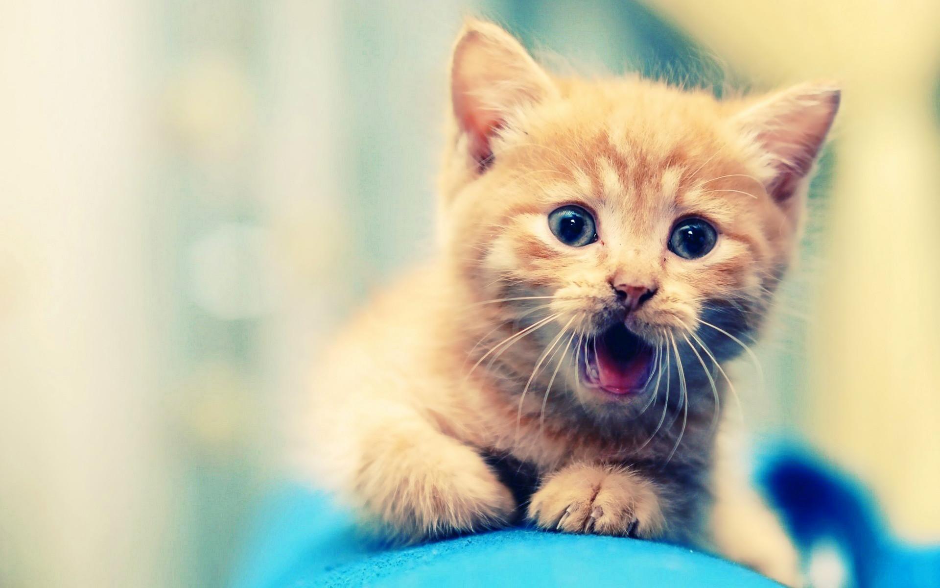 1920x1200 Fluffy Kitten Wallpaper HD 18785
