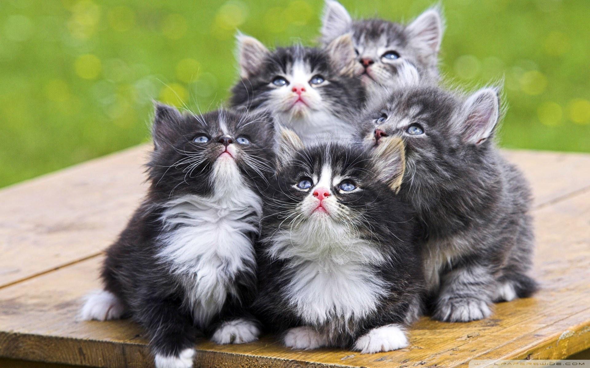 1920x1200 Fluffy Kittens 1 Ultra HD Desktop Background Wallpaper for