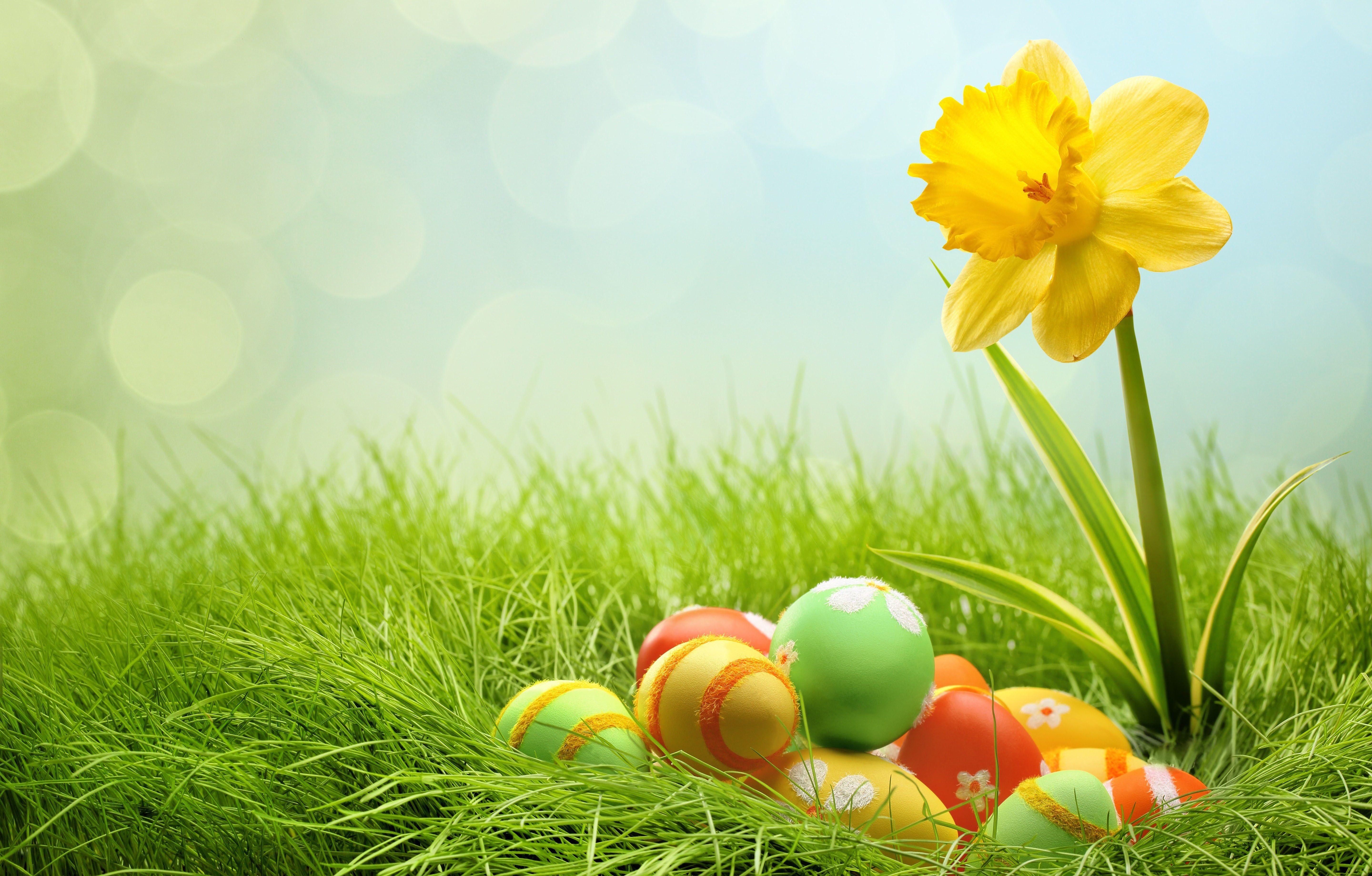 5760x3679 Wallpaper.wiki Holidays Easter Eggs And Yellow Flower_ PIC WPB002453