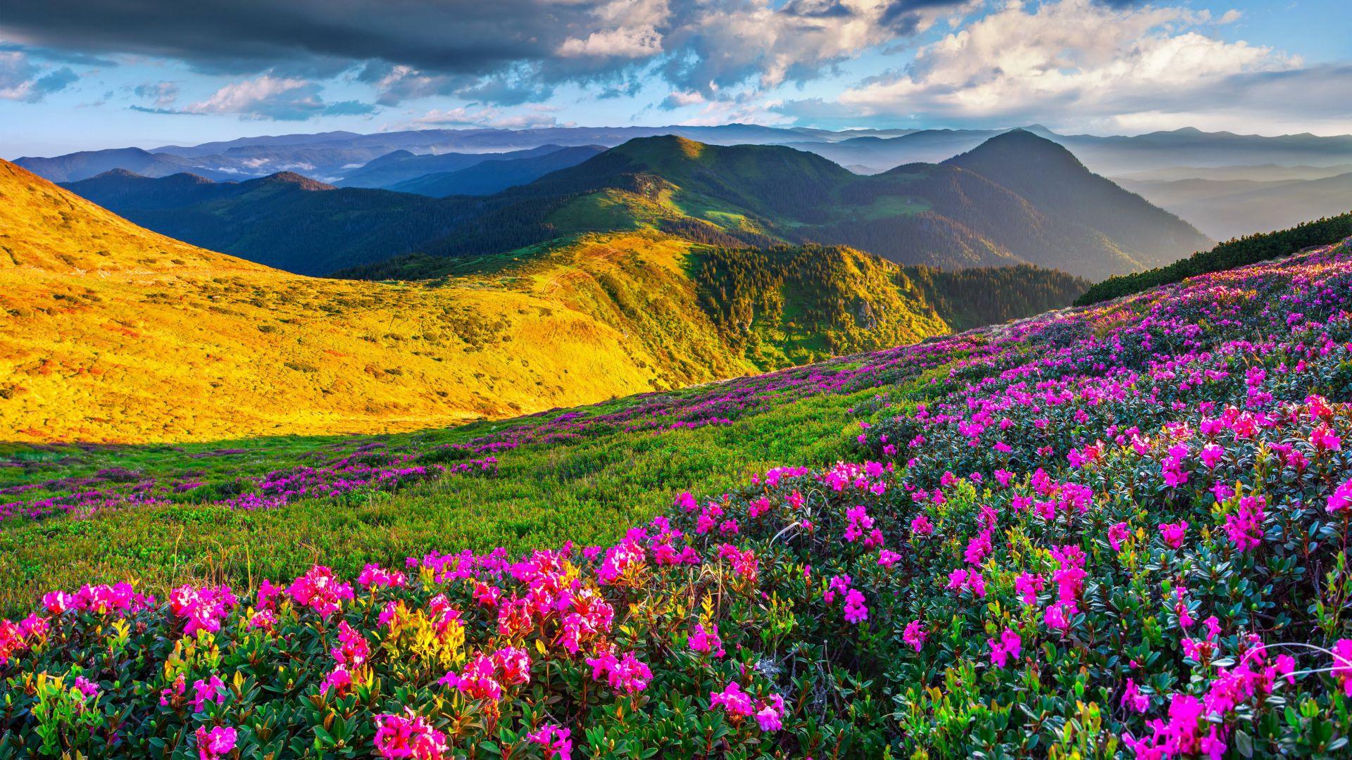 1920x1080 Slovenia, 4k, 5k Wallpaper, Alps, Meadows, Azalea, HD Wallpaper 1080p Mountain