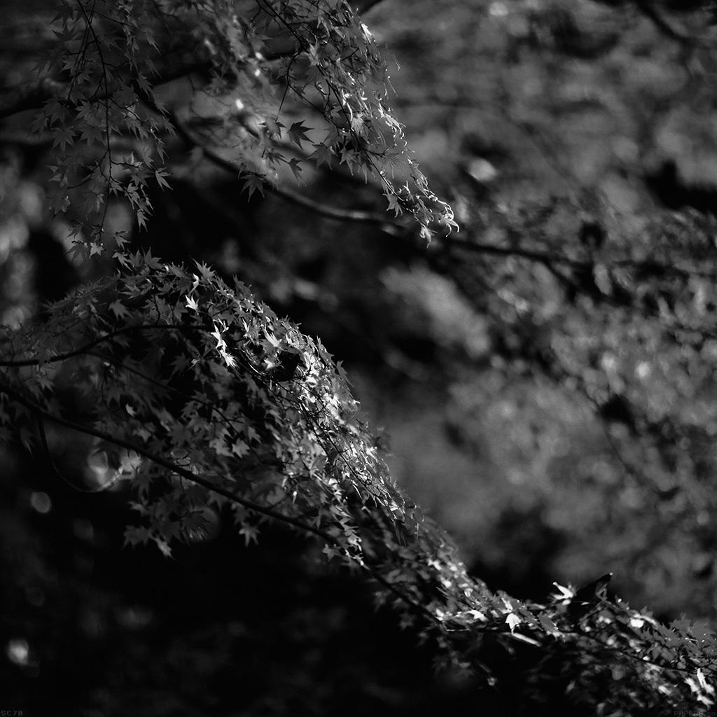 1024x1024 Japanese Maple Tree Fall Nature Black And White Wallpaper