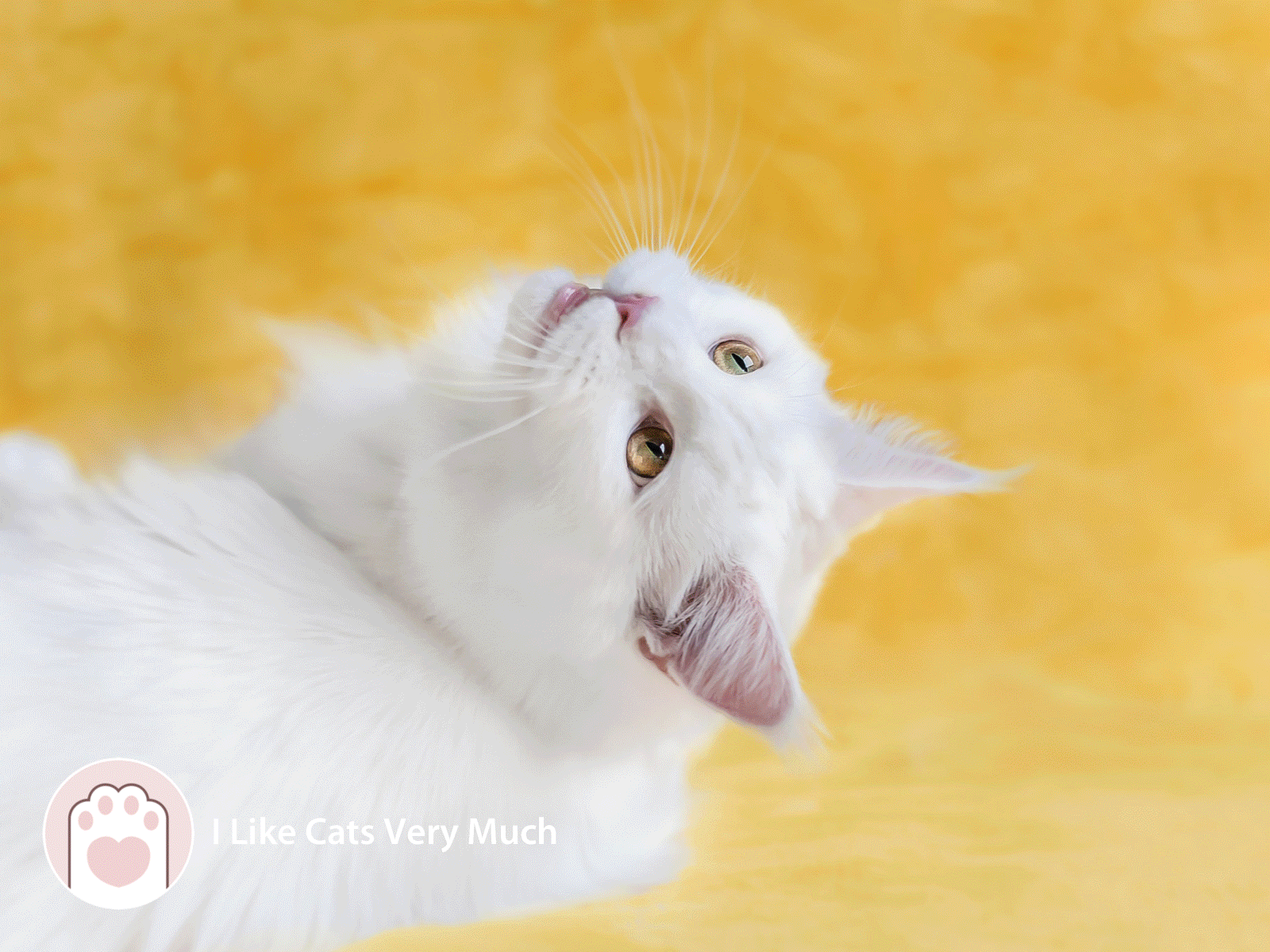 1600x1200 Cute Cat Background For Your Desktop Like Cats Very Much