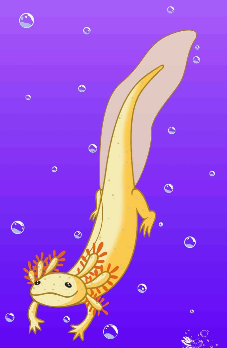 919x1408 Axolotl Wallpaper