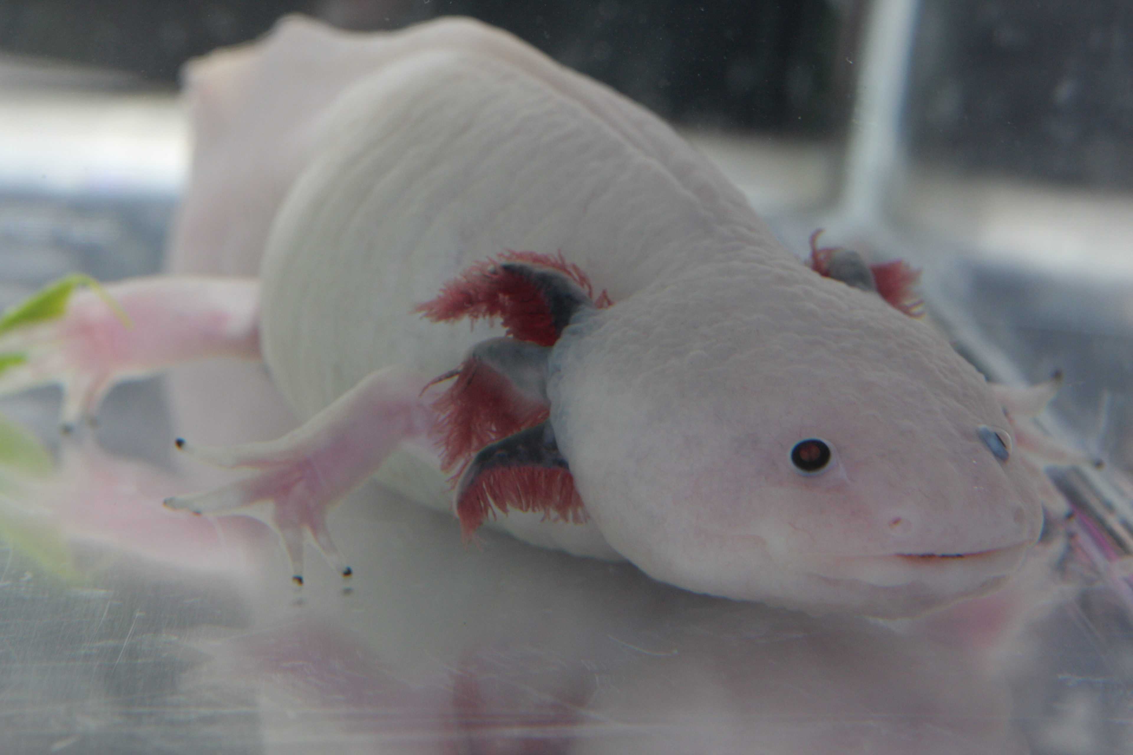 3840x2560 Desktop Axolotl Wallpaper