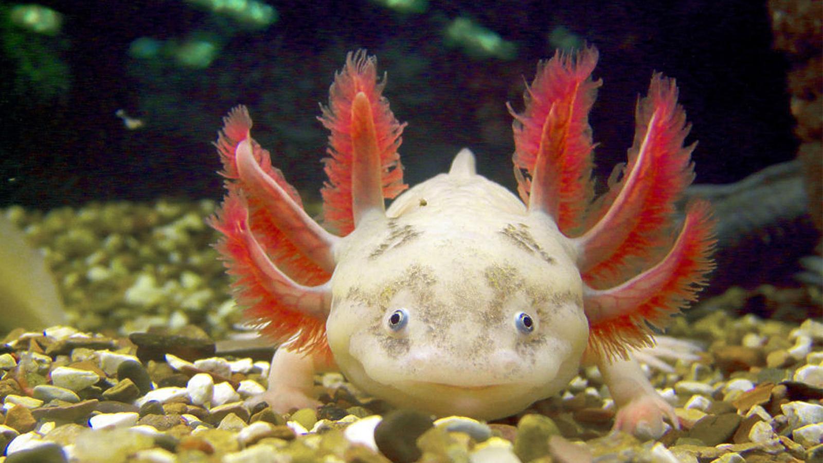 1600x900 The Super Cute Axolotl Is Also A Ruthless Carnivore