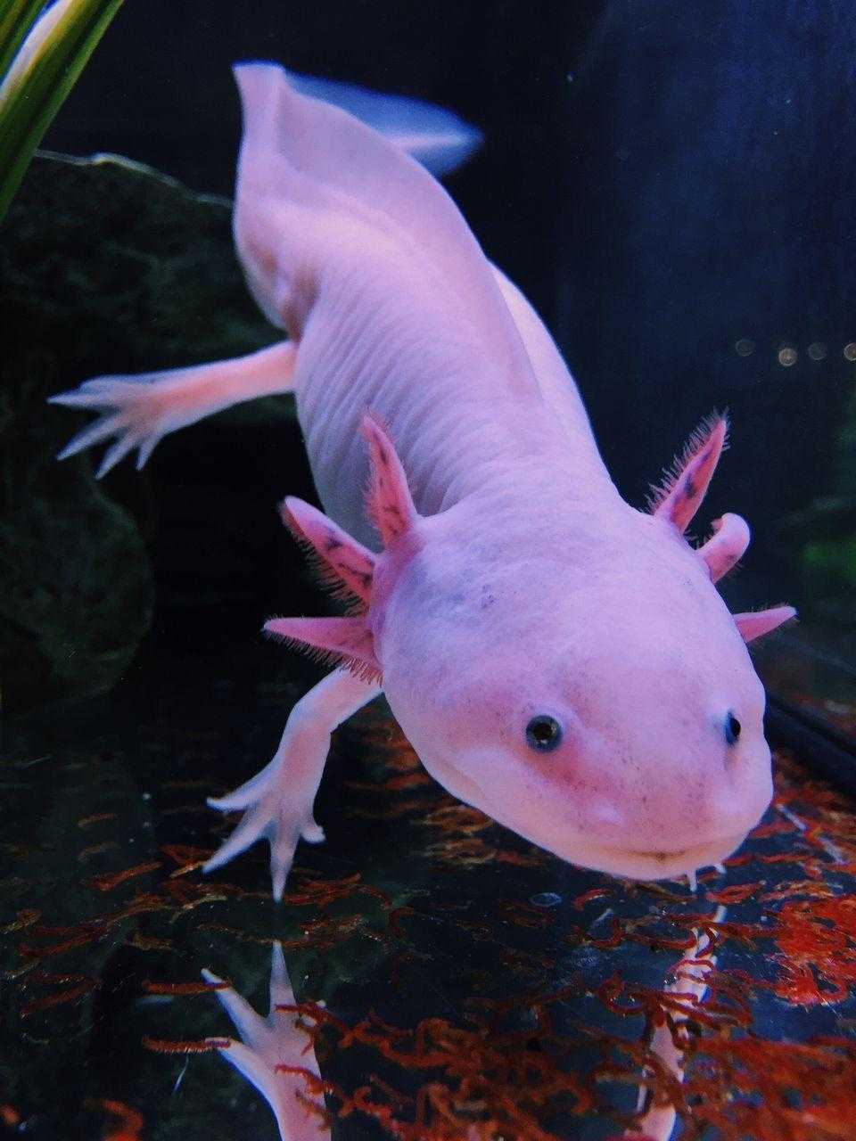 960x1280 HD Axolotl Wallpaper