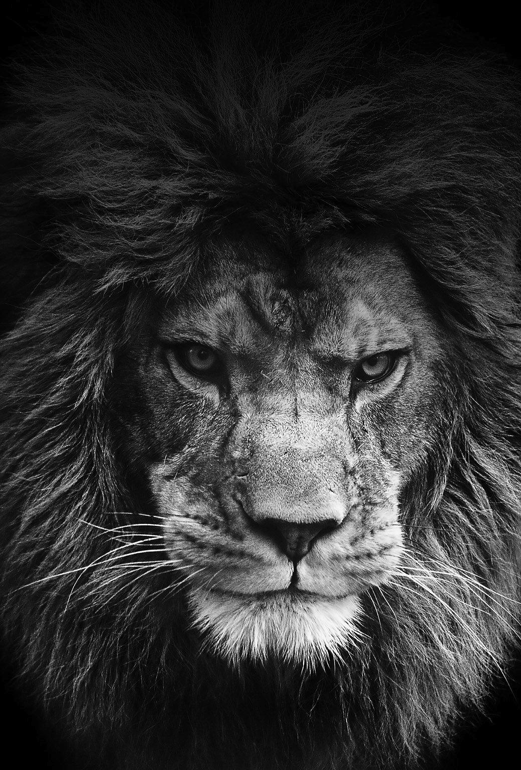 Lion Live Wallpapers Top Free Lion Live Backgrounds