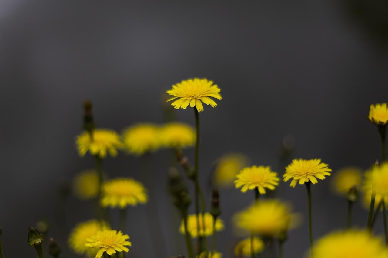 1280x853 Full HD Wallpaper Desktop photo