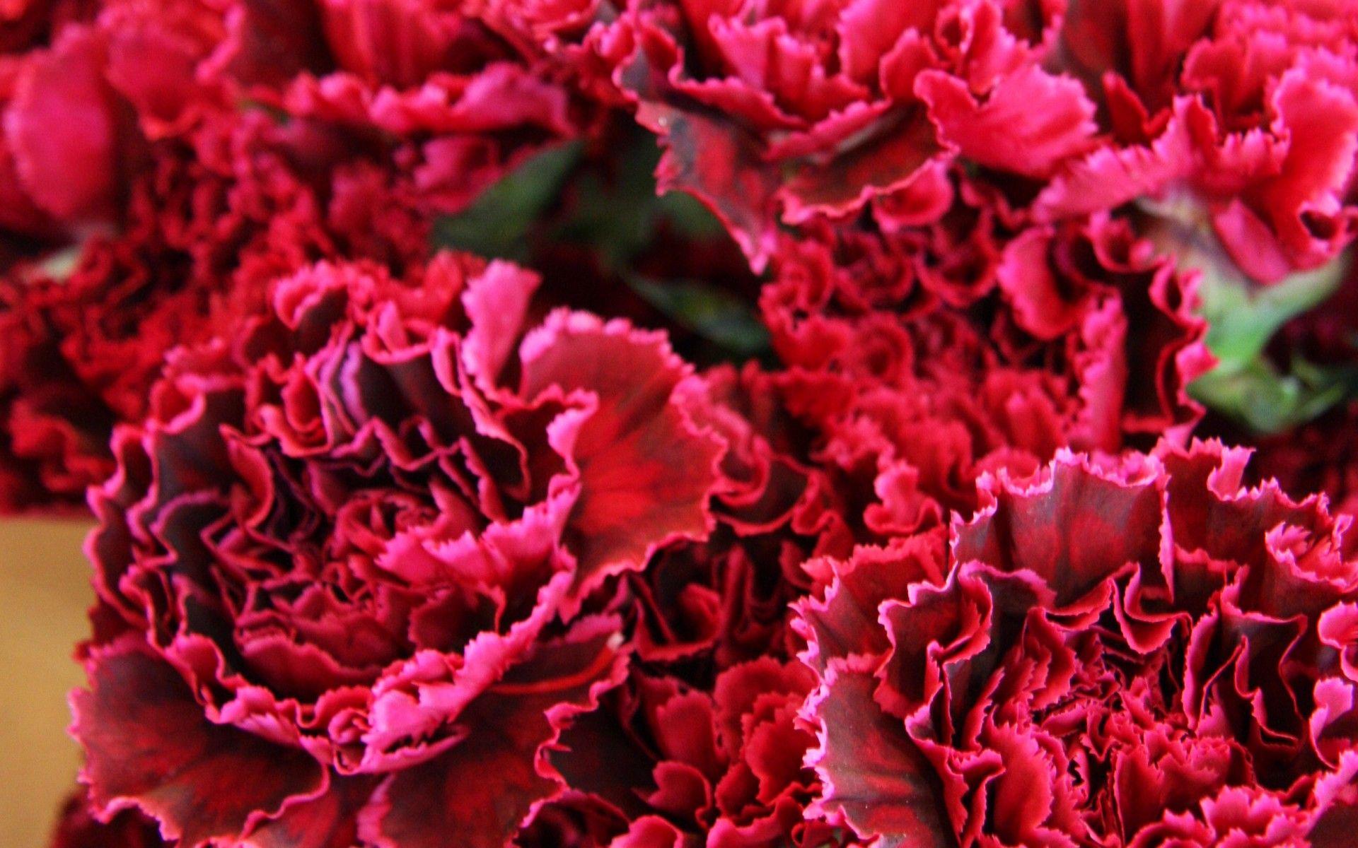 1920x1200 Download Wallpaper 1920x1200 Carnations clipart, Carnations caramel