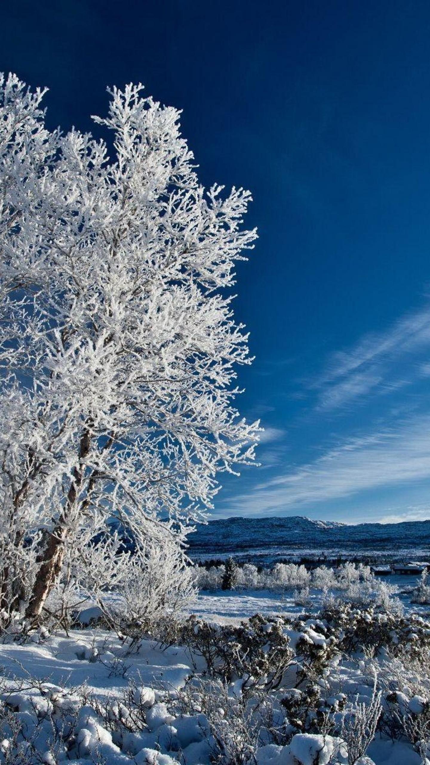 1440x2560 Winter HD Wallpaper for Google Pixel XL